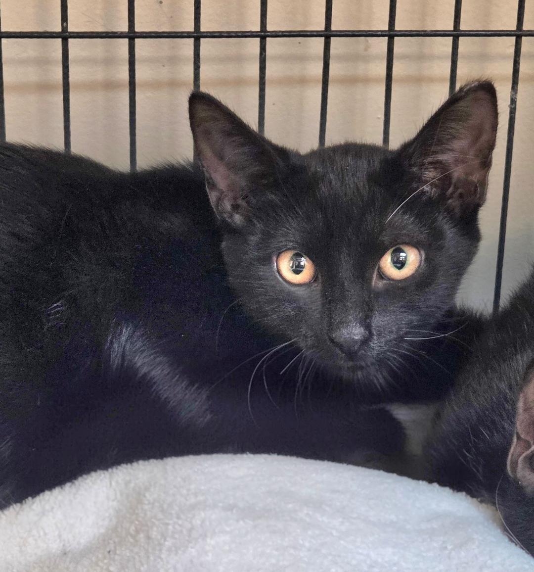 Enlarge Tilly, a ADOPTABLE Domestic Short Hair in Sayreville, NJ image 1/2