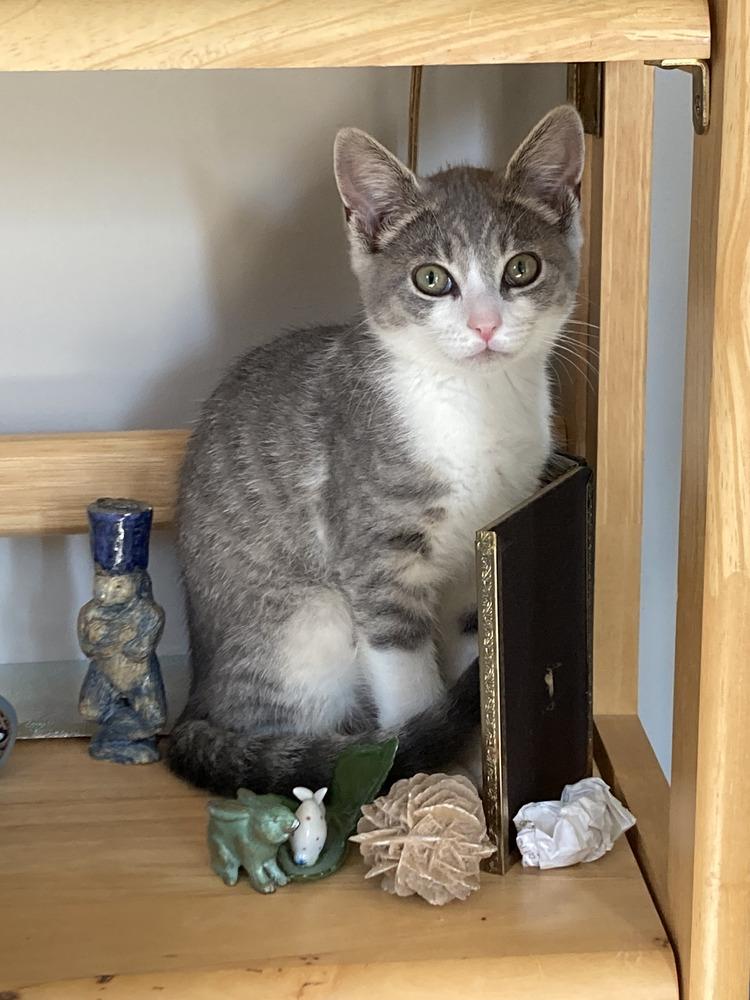 Shelley, Adoptable, Kitten Female Domestic Short Hair.