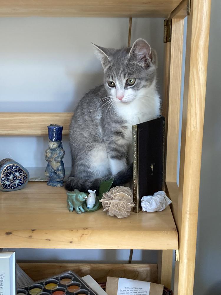 Enlarge Shelley, a Adoptable Domestic Short Hair in Louisa, VA image 2/4