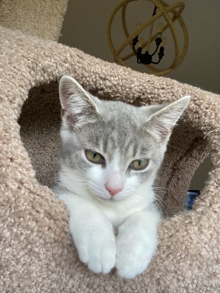 Enlarge Shelley, a Adoptable Domestic Short Hair in Louisa, VA image 3/4