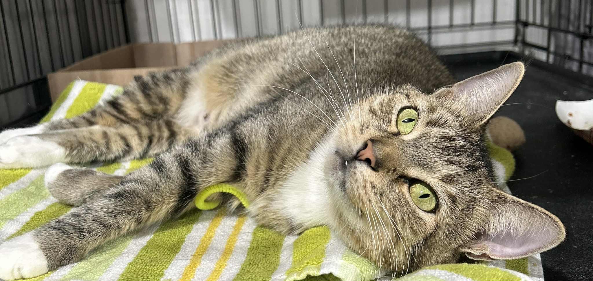 Ally, ADOPTABLE, Adult Female Domestic Short Hair.