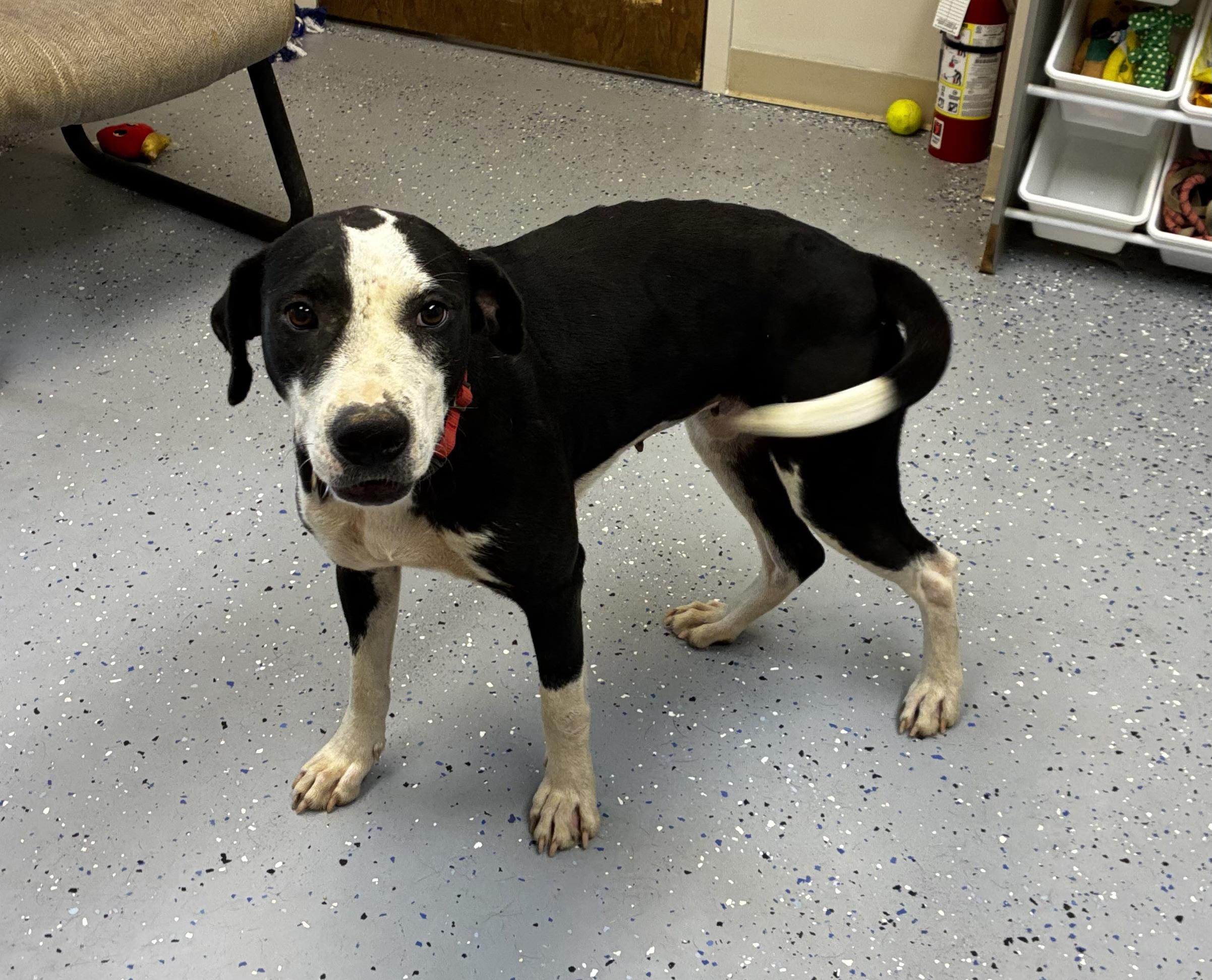 Phoebe, a Adoptable mixed breed in Senatobia, MS image 1/3