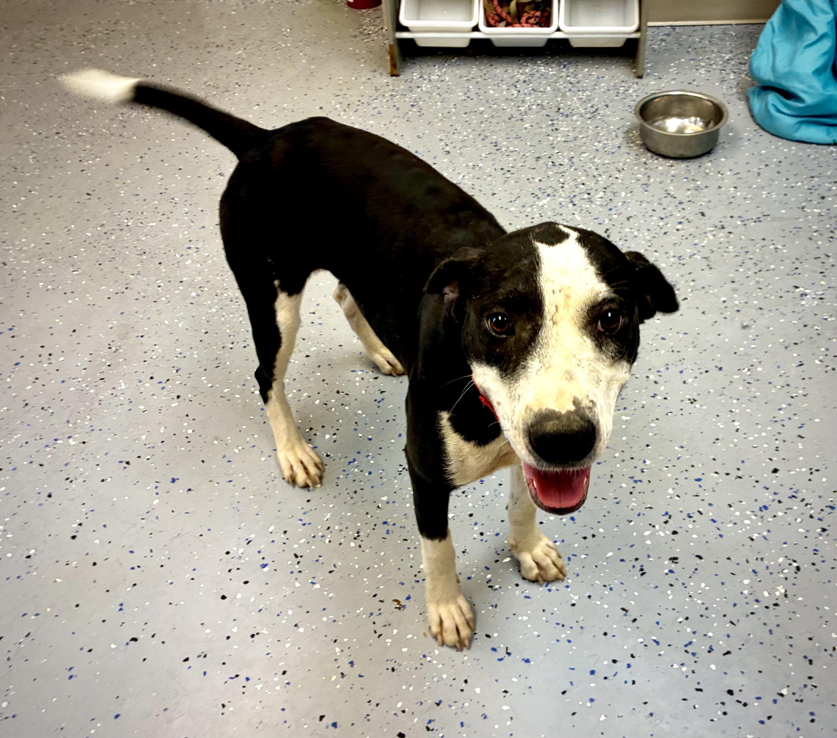 Phoebe, a Adoptable mixed breed in Senatobia, MS image 2/3