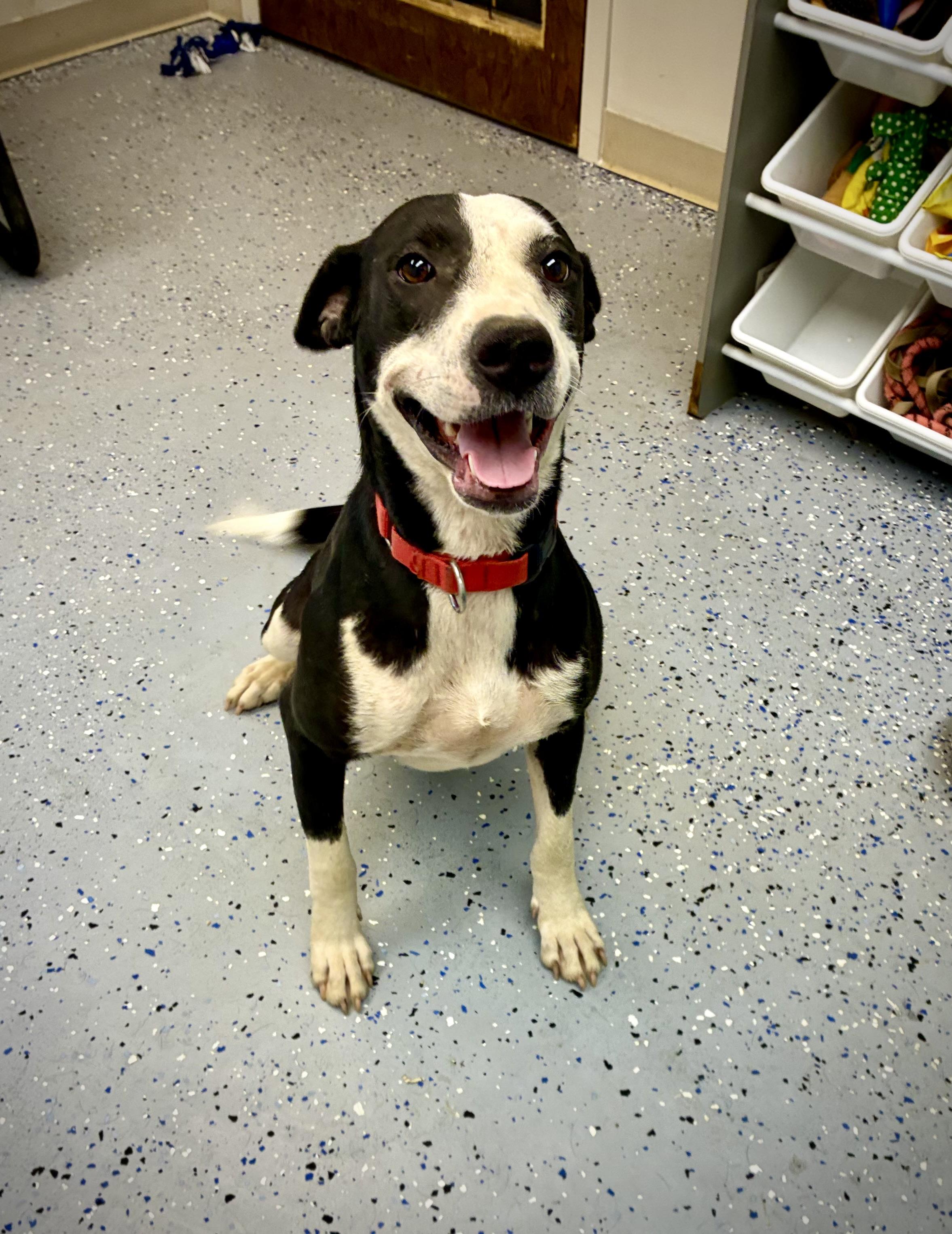 Phoebe, a Adoptable mixed breed in Senatobia, MS image 3/3