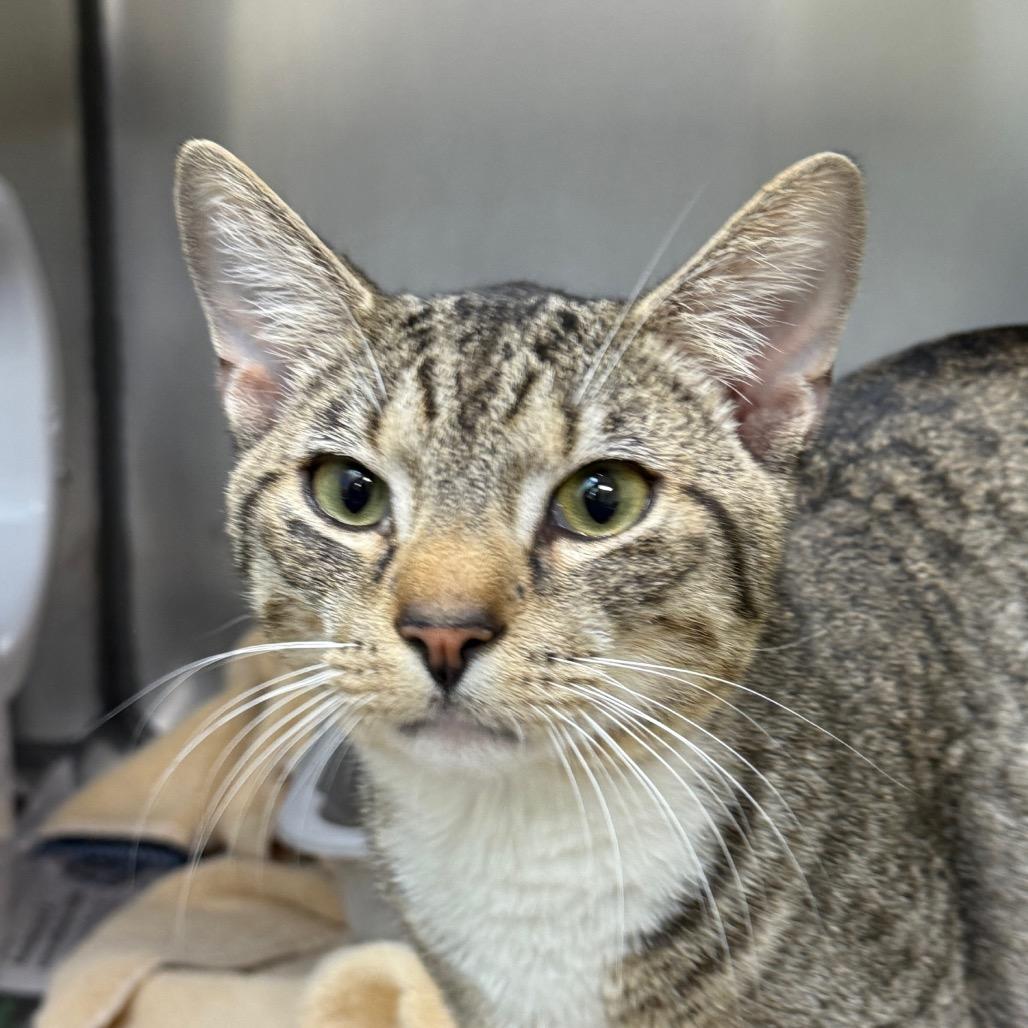 Hobo, Adoptable, Young Male Domestic Short Hair.