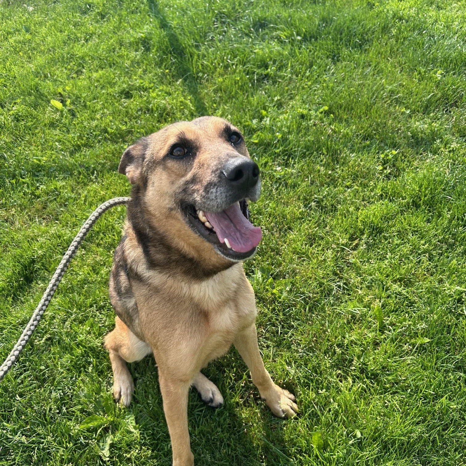 Reese, Adult Male Shepherd