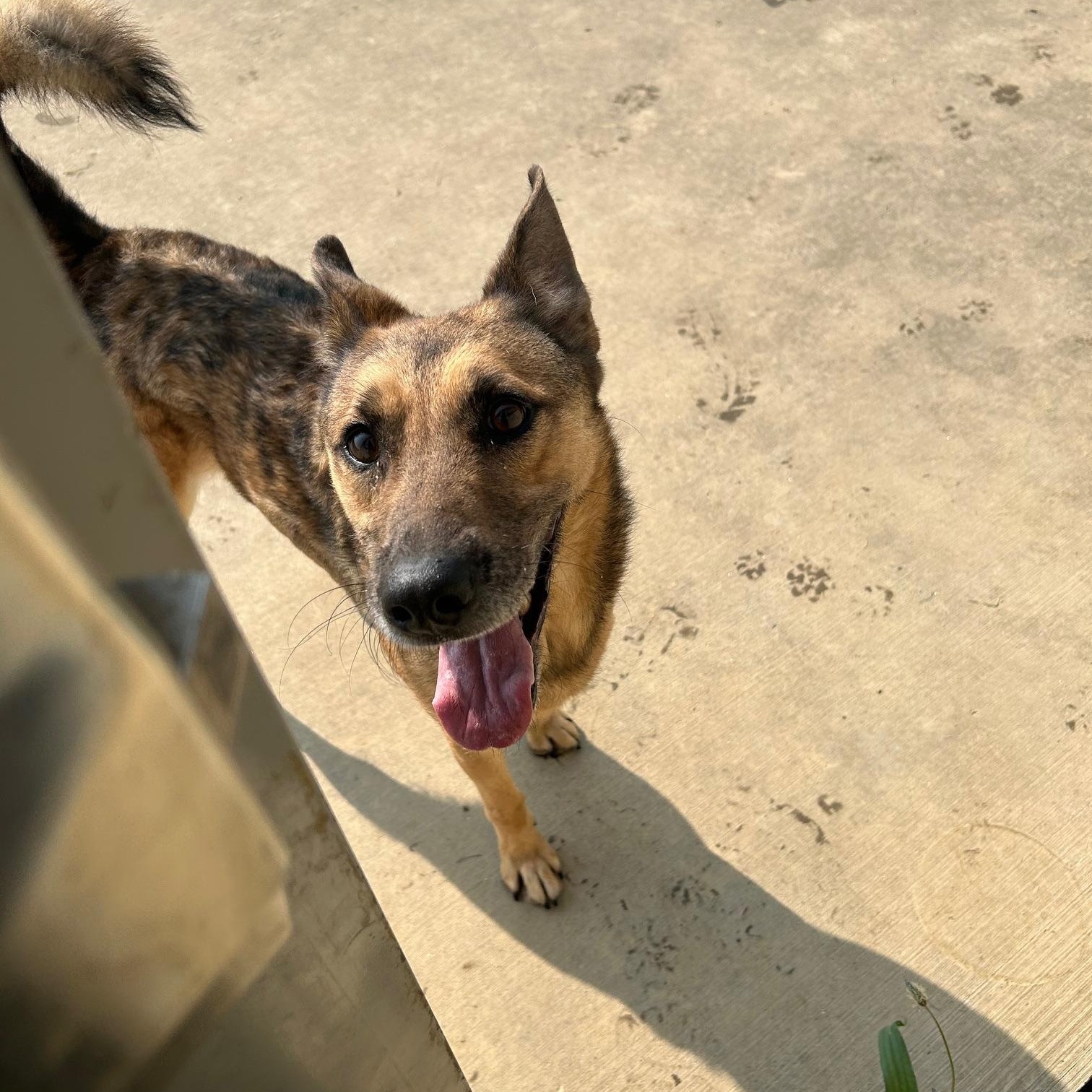 Reese, a Adoptable Shepherd in Seneca, PA image 4/6