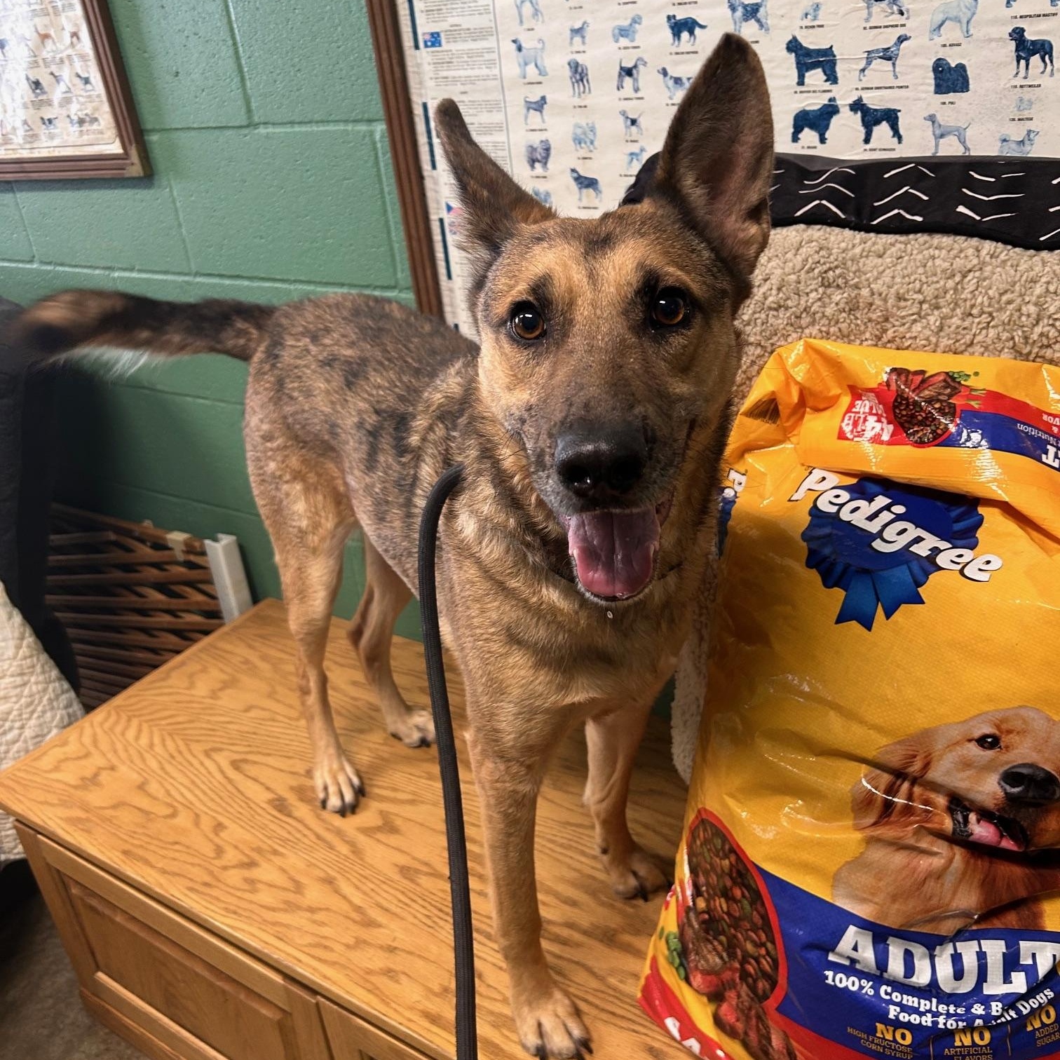 Reese, a Adoptable Shepherd in Seneca, PA image 3/6