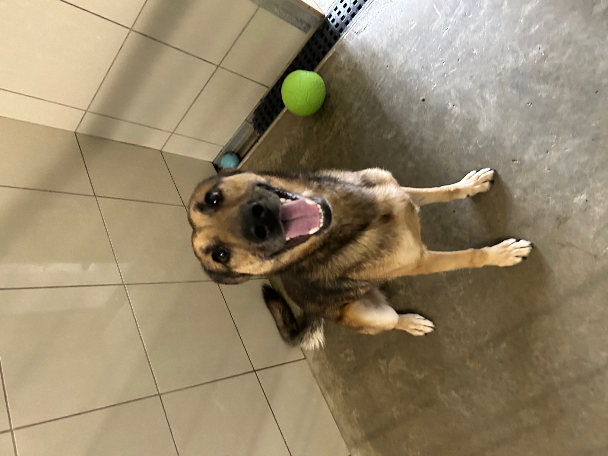 Reese, a Adoptable Shepherd in Seneca, PA image 6/6