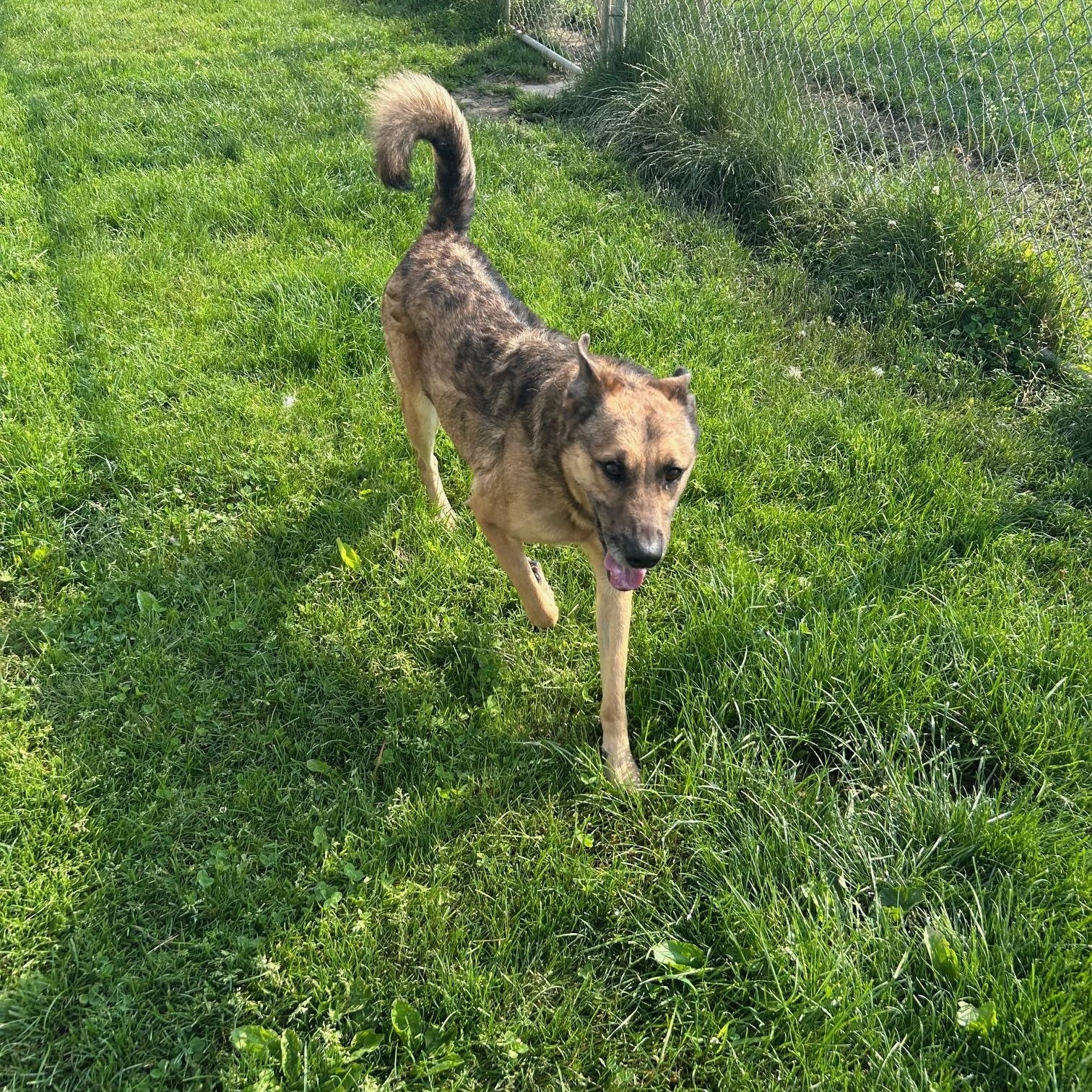 Reese, a Adoptable Shepherd in Seneca, PA image 2/6
