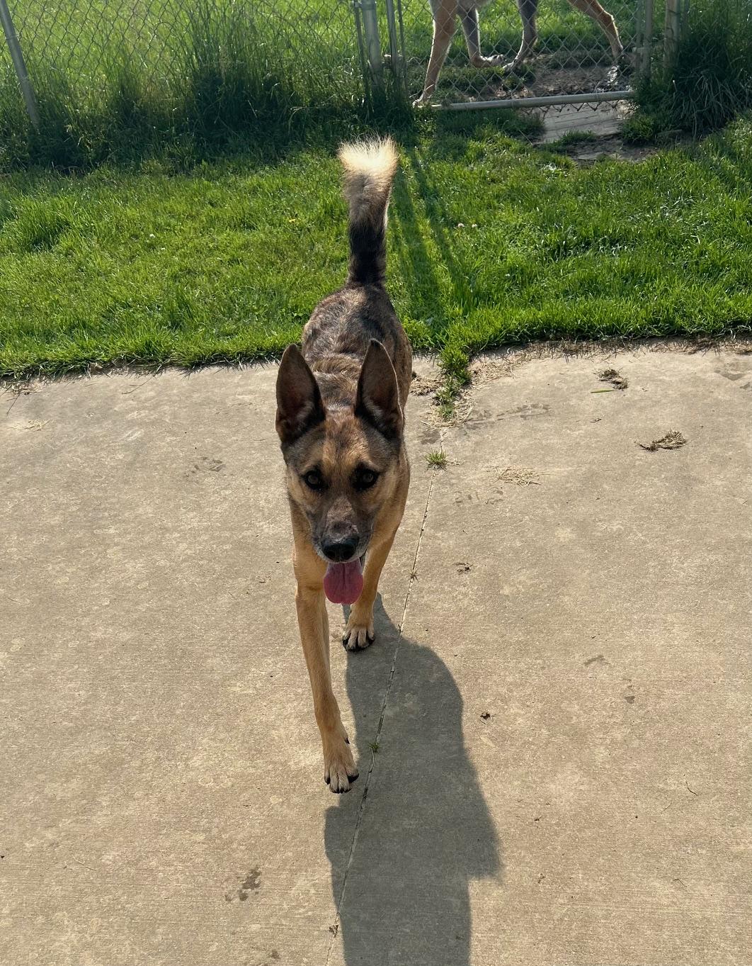 Reese, a Adoptable Shepherd in Seneca, PA image 5/6