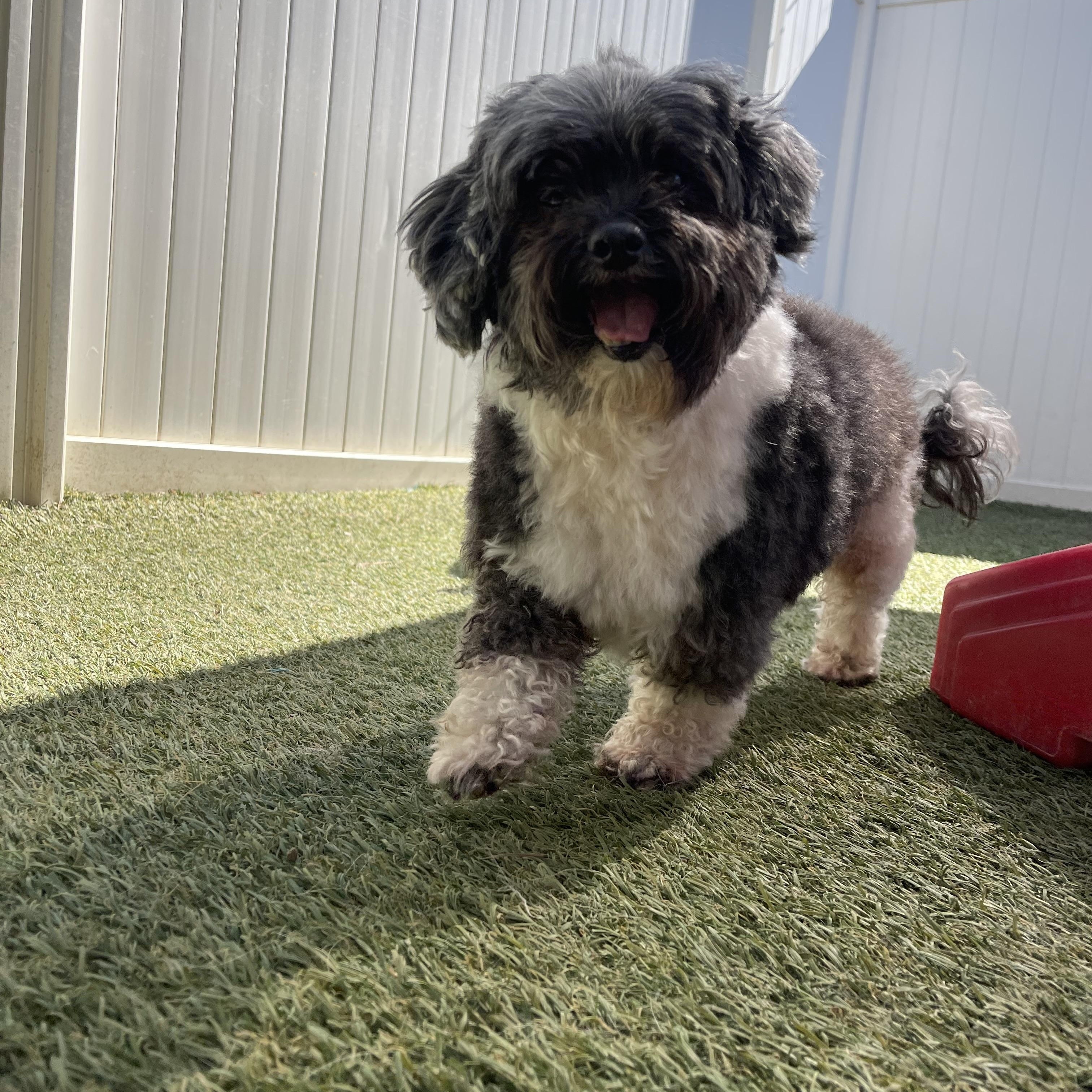 Enlarge Layla, an adopted mixed breed in Baton Rouge, LA image 2/4