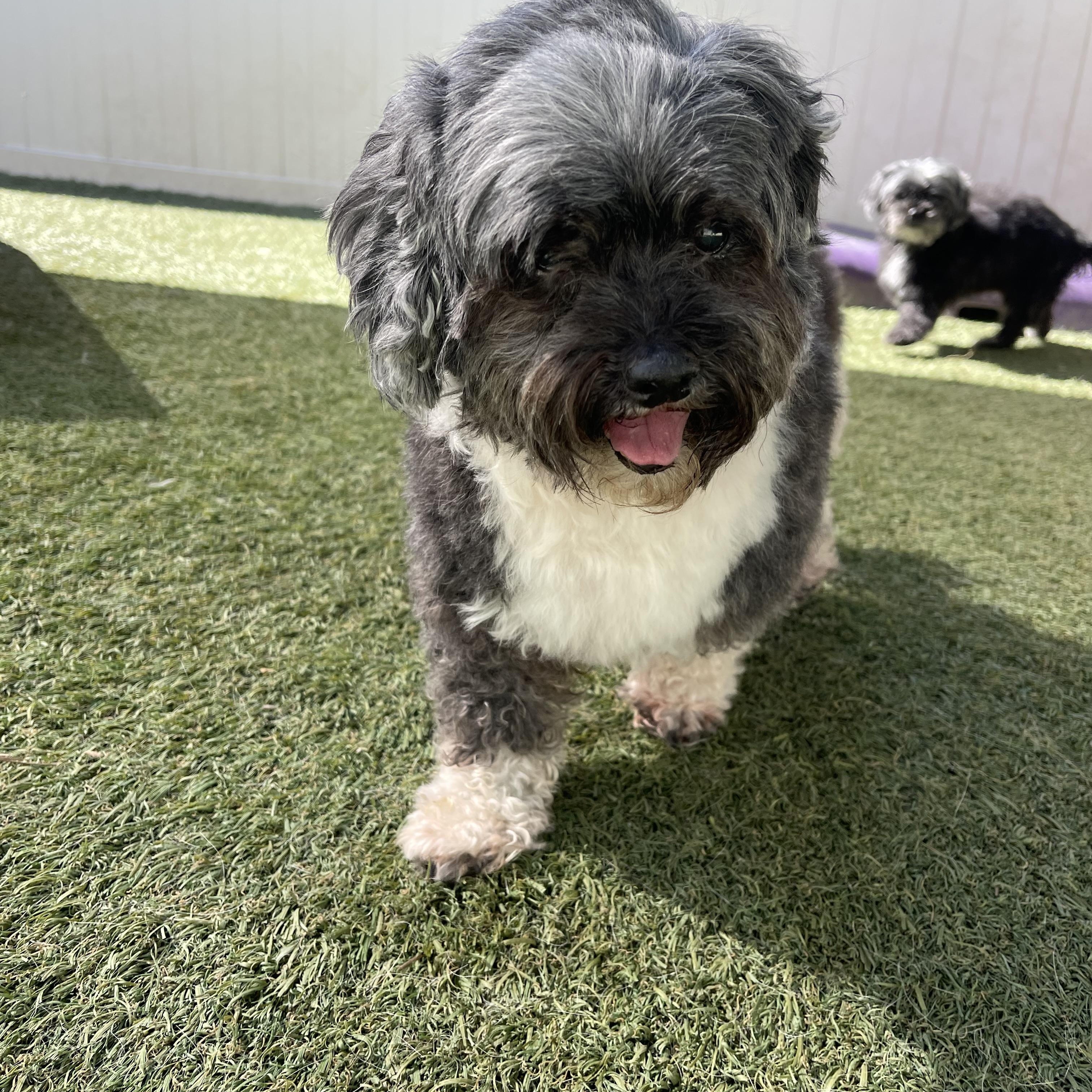 Enlarge Layla, an adopted mixed breed in Baton Rouge, LA image 3/4