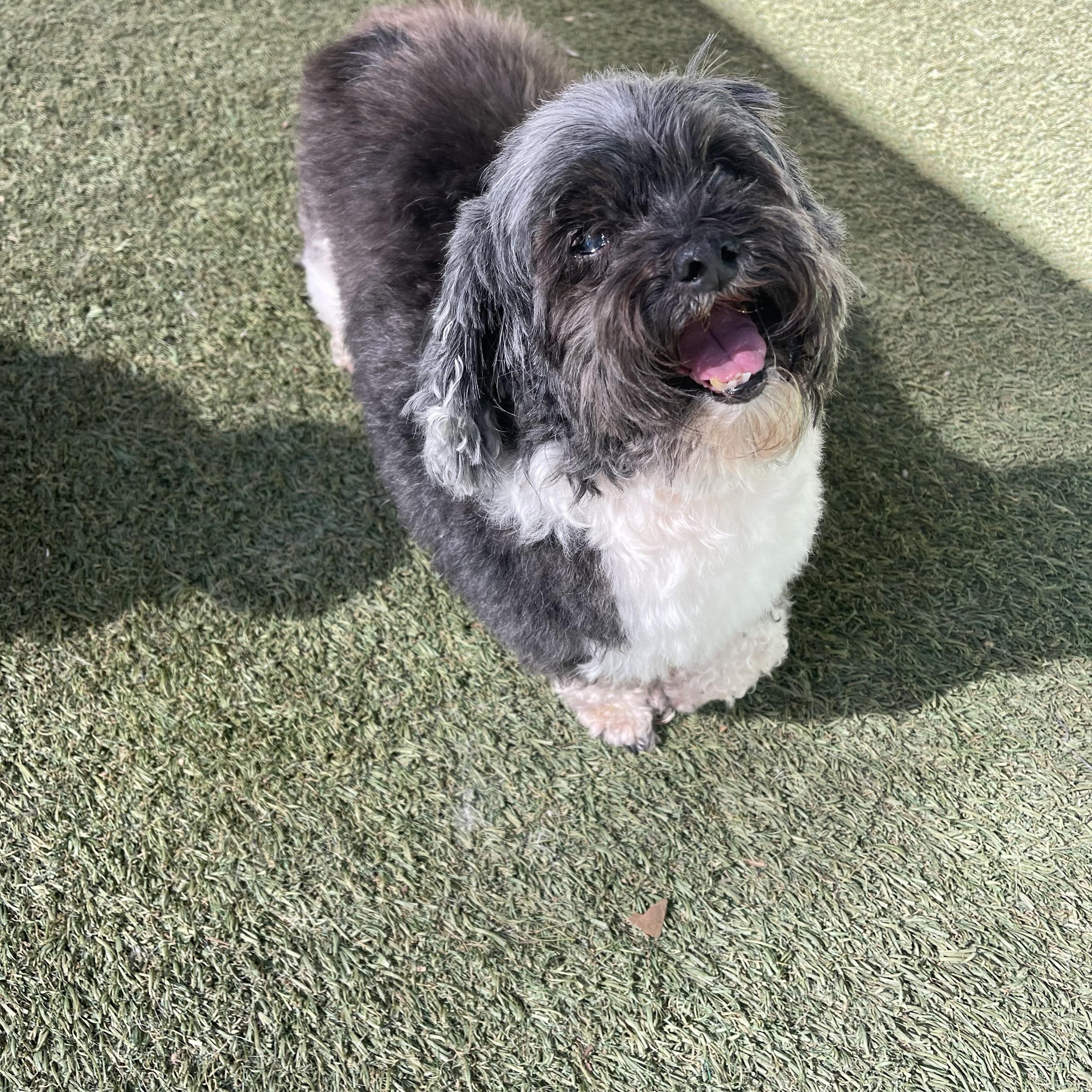 Enlarge Layla, an adopted mixed breed in Baton Rouge, LA image 4/4