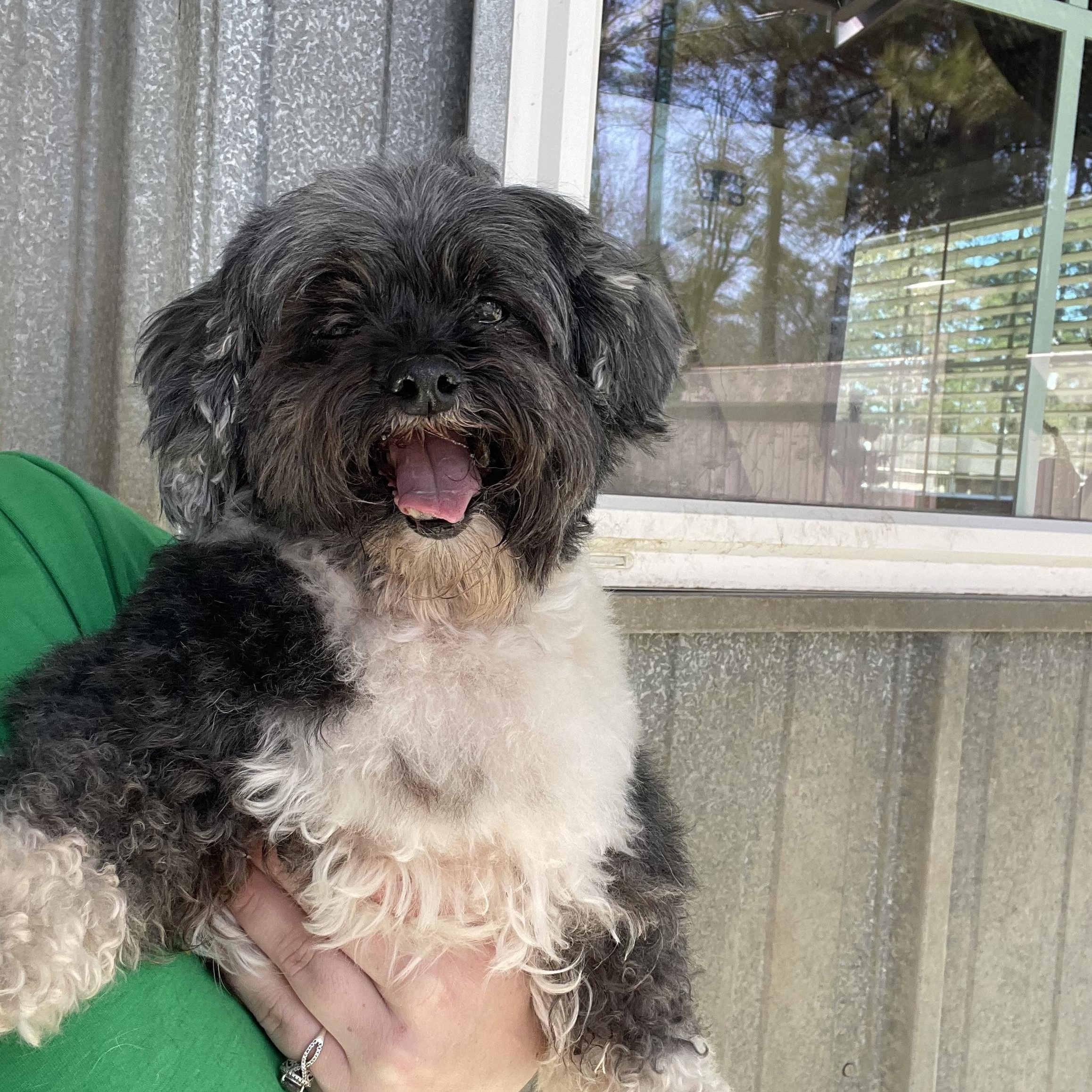 Layla, ADOPTABLE, Senior Female Shih Tzu.