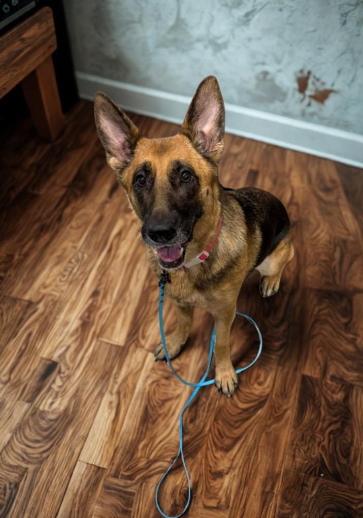 Pearl , an adoptable German Shepherd Dog in Warrenton, VA image 3/5