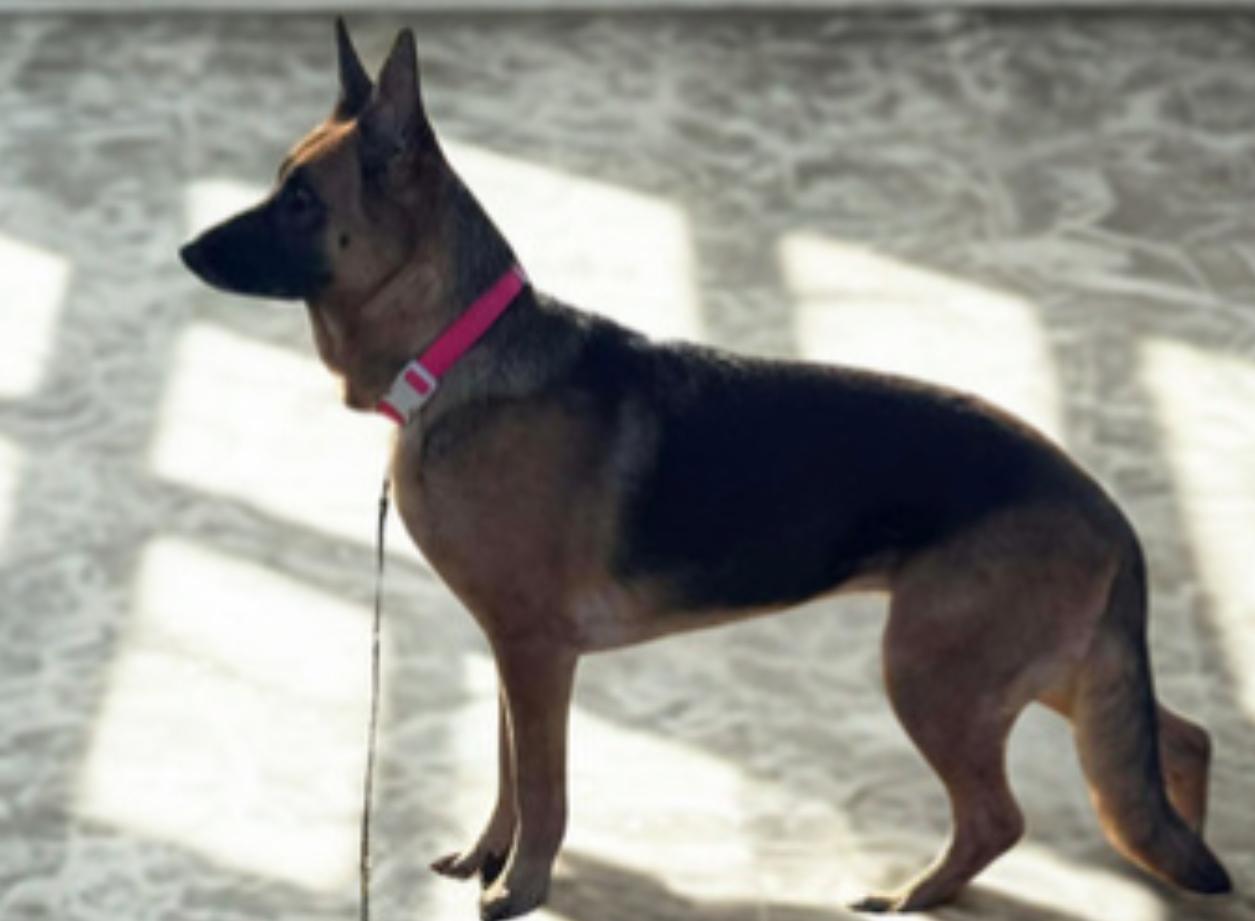 Pearl , an adoptable German Shepherd Dog in Warrenton, VA image 4/5