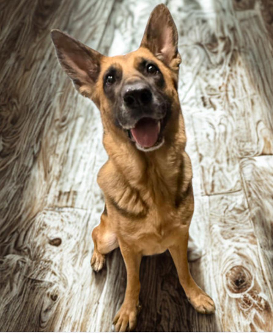 Pearl , an adoptable German Shepherd Dog in Warrenton, VA image 1/5