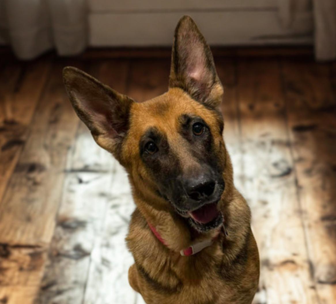 Pearl , an adoptable German Shepherd Dog in Warrenton, VA image 2/5