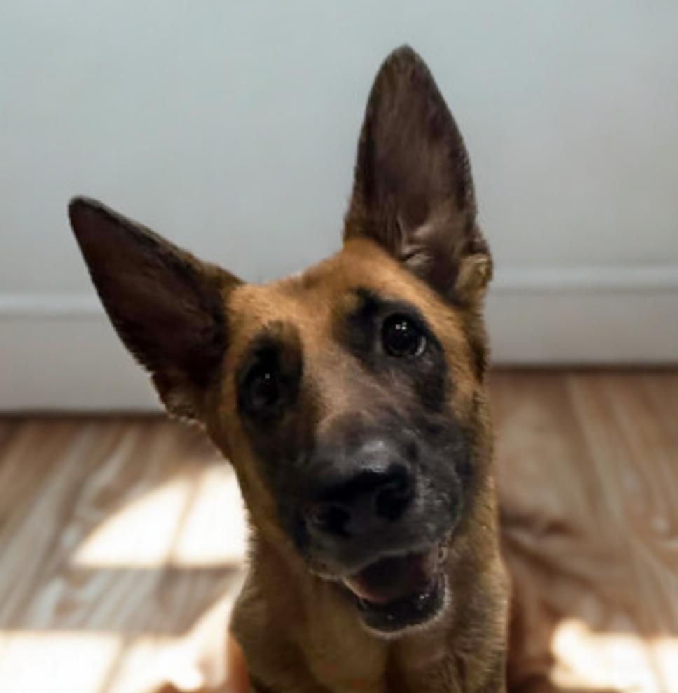 Pearl , an adoptable German Shepherd Dog in Warrenton, VA image 5/5