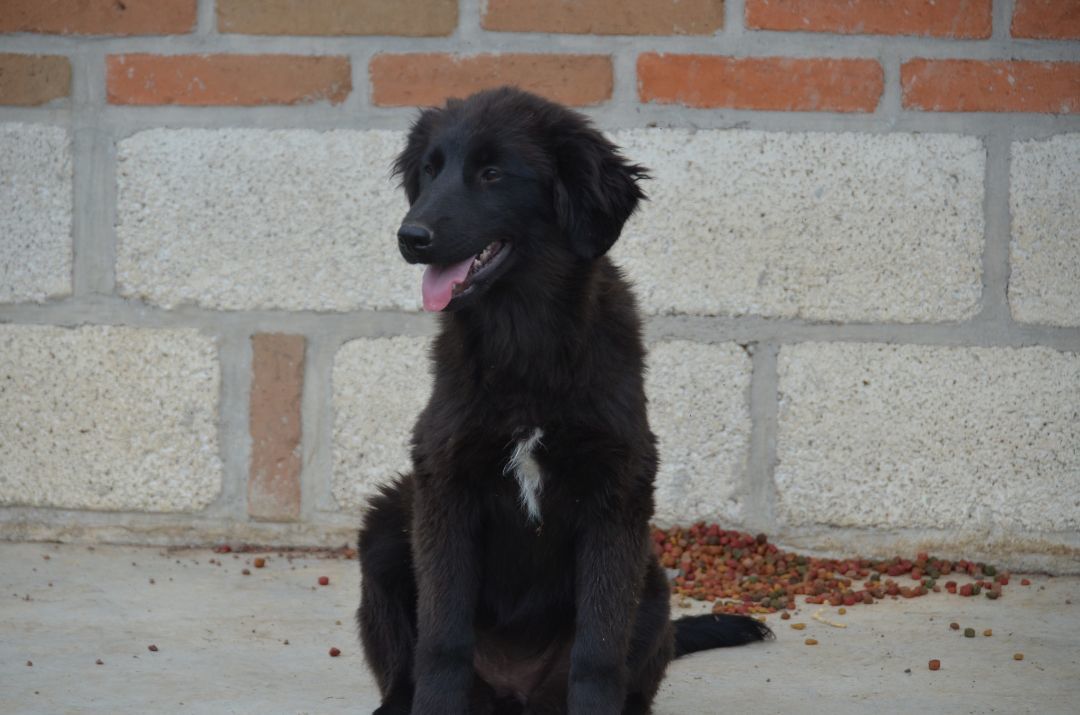 Enlarge Rose, a Adopted Flat-Coated Retriever in London, ON image 1/10