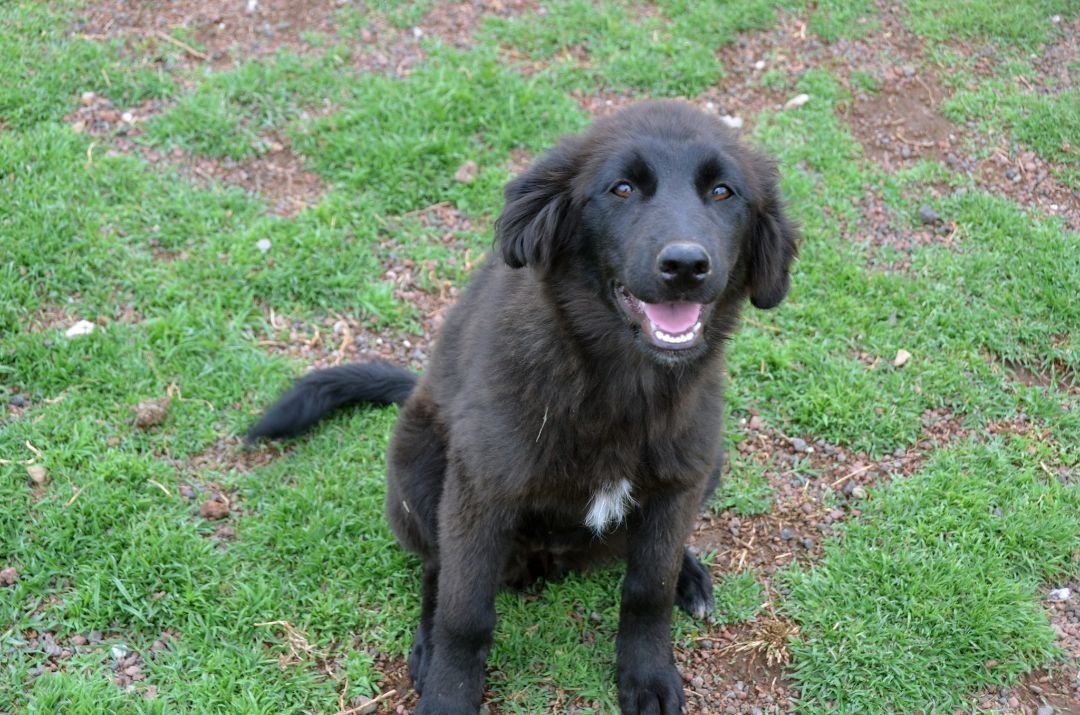 Enlarge Rose, a Adopted Flat-Coated Retriever in London, ON image 2/10