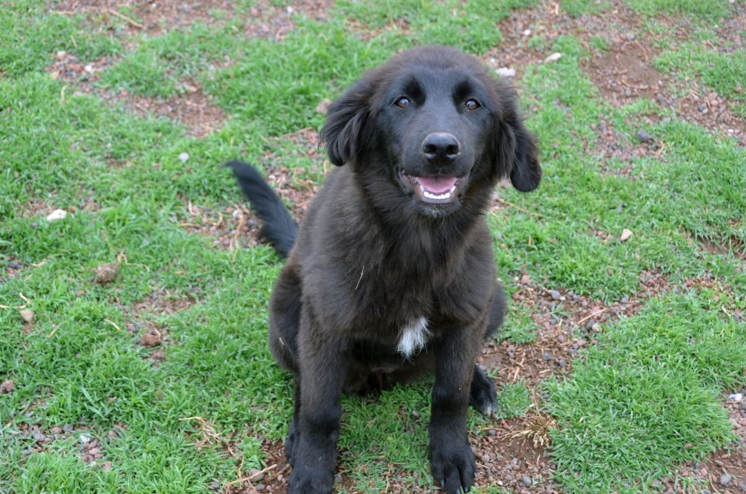 Enlarge Rose, a Adopted Flat-Coated Retriever in London, ON image 3/10