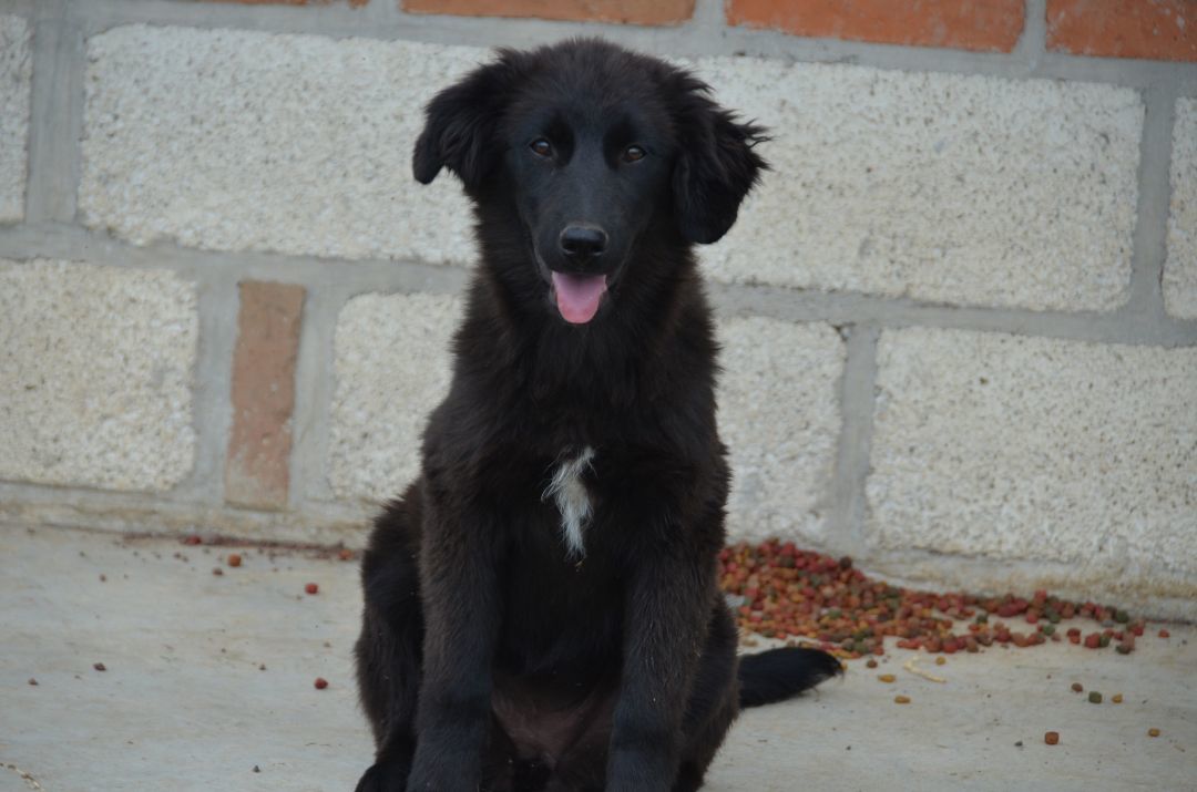 Enlarge Rose, a Adopted Flat-Coated Retriever in London, ON image 4/10