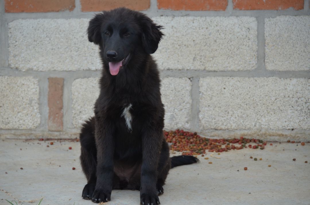 Enlarge Rose, a Adopted Flat-Coated Retriever in London, ON image 5/10