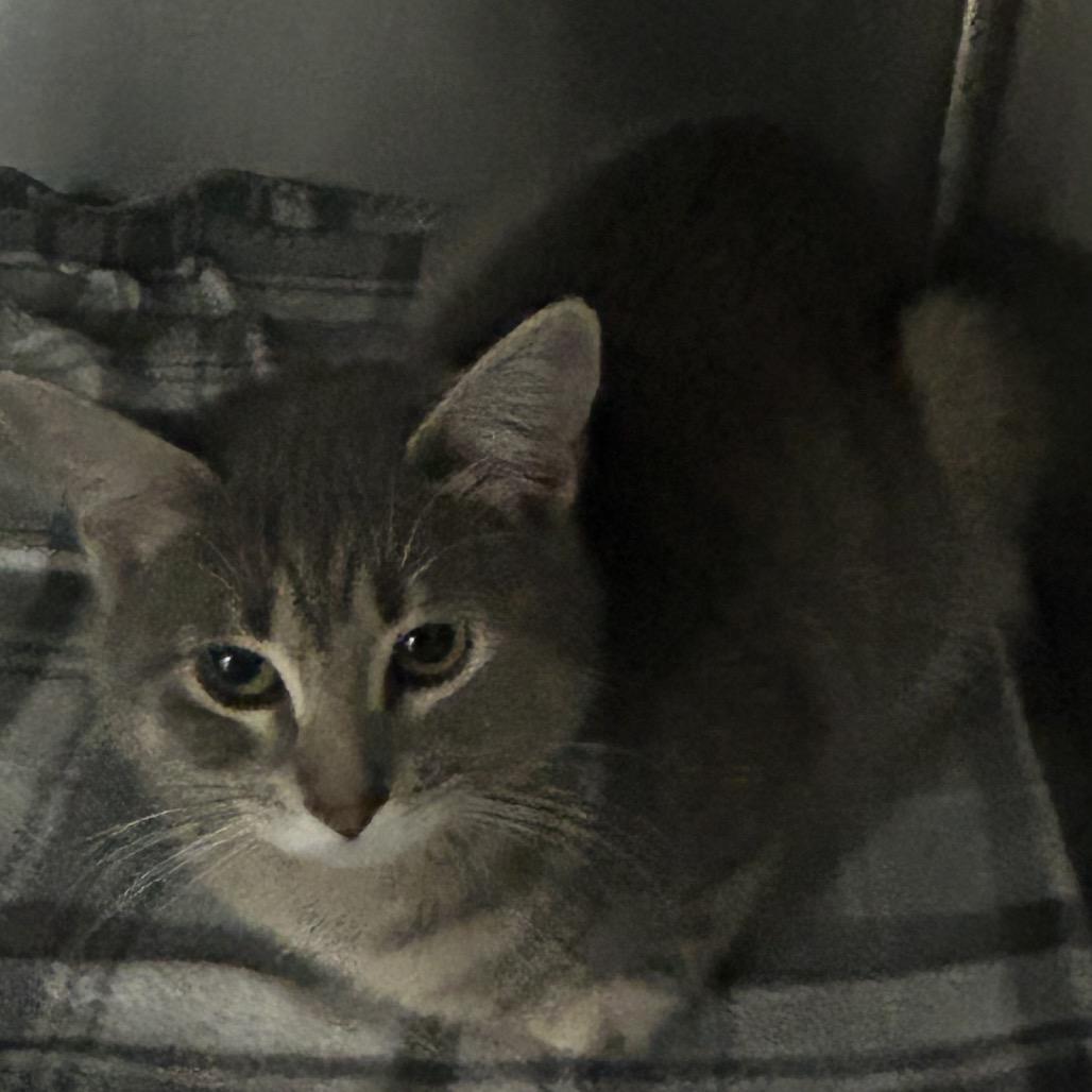 Enlarge Dove, a Adoptable Domestic Short Hair in Hannibal, MO image 2/2