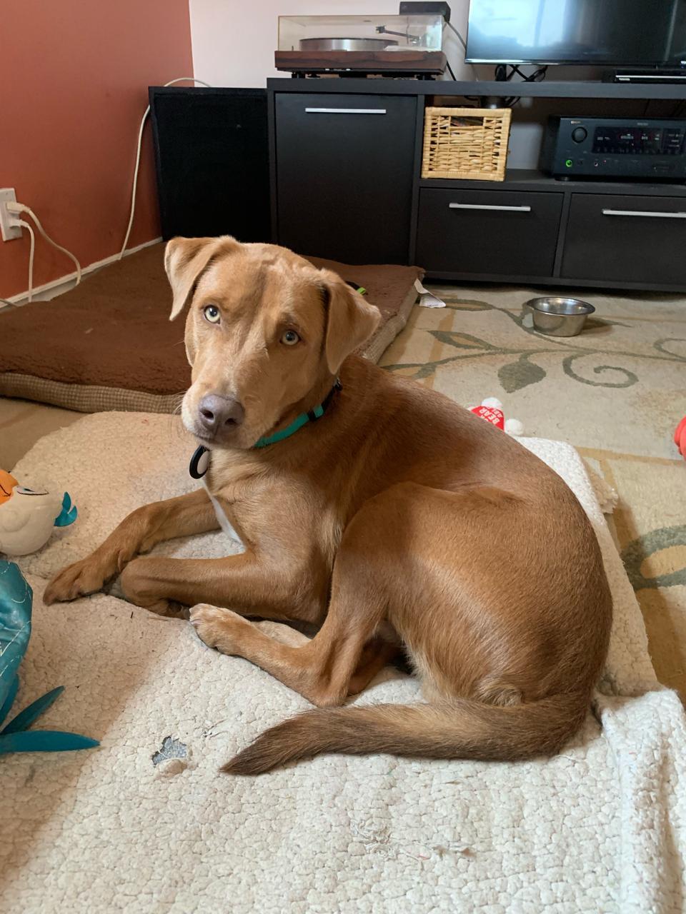 Teddy, a ADOPTABLE mixed breed in Pointe-Claire, QC image 1/6
