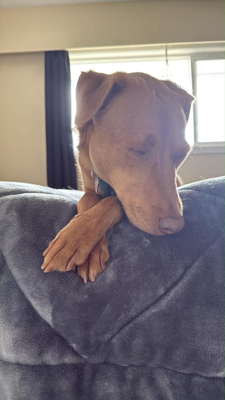 Teddy, a ADOPTABLE mixed breed in Pointe-Claire, QC image 2/6