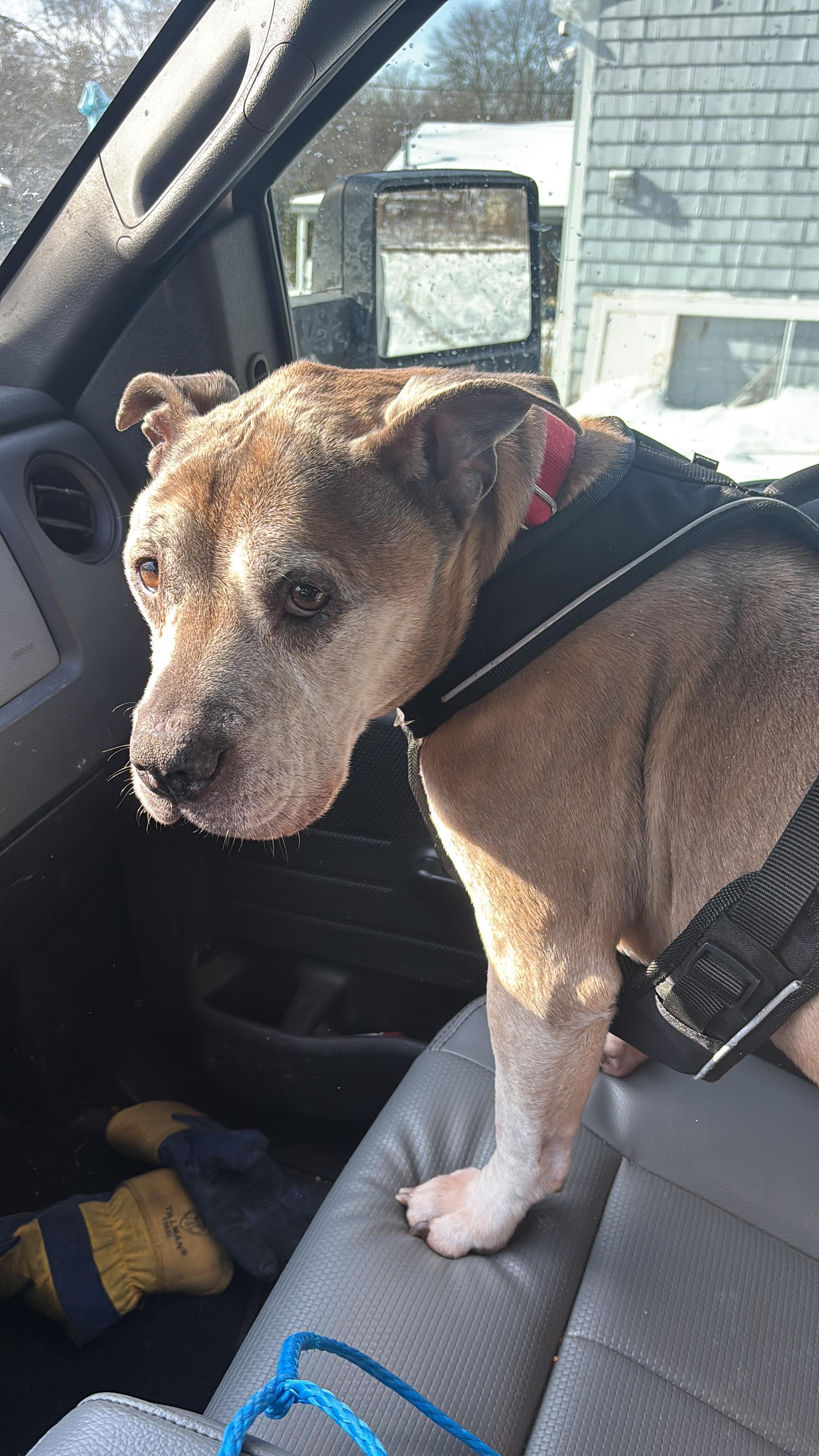 Johnny, ADOPTABLE, Senior Male Pit Bull Terrier.