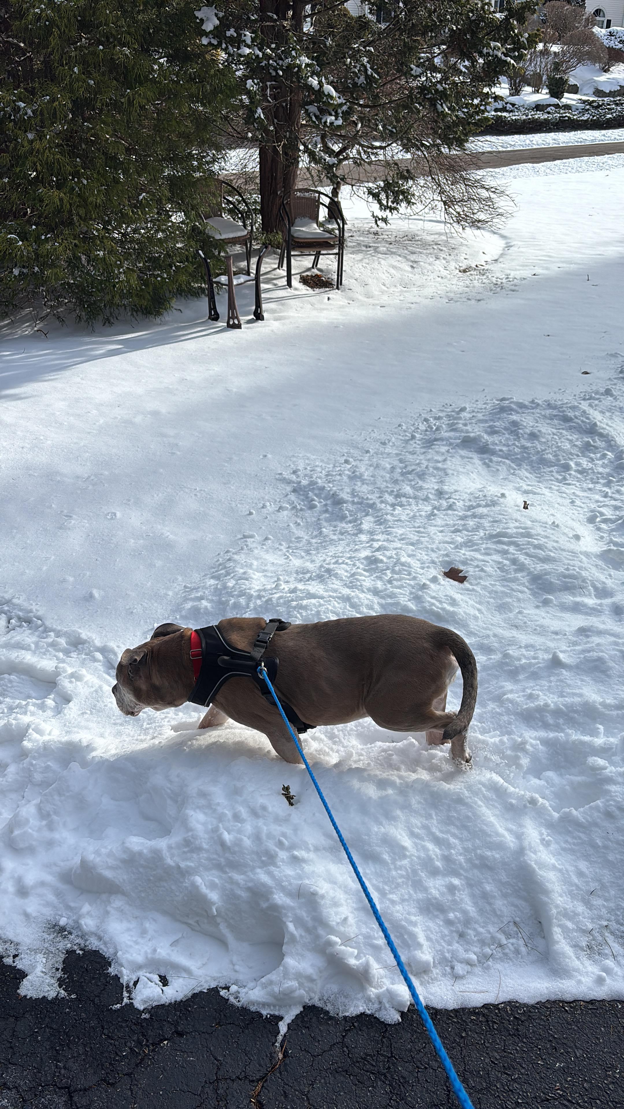 Enlarge Johnny, a ADOPTABLE Pit Bull Terrier in Johnston, RI image 3/3
