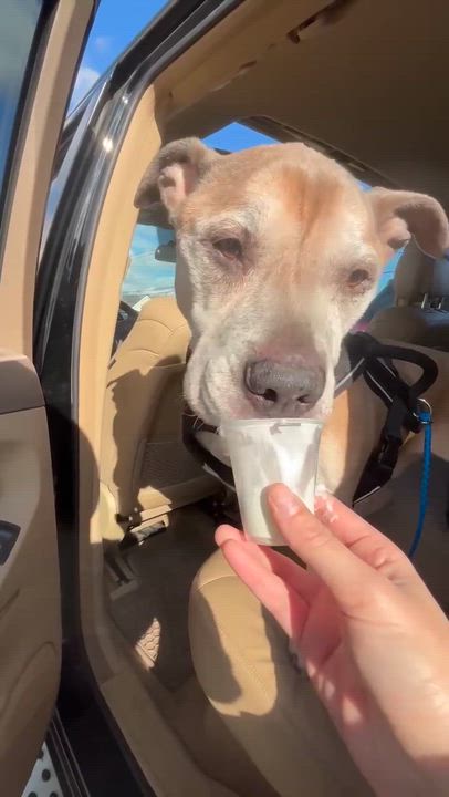 Enlarge Johnny, a ADOPTABLE Pit Bull Terrier in Johnston, RI video 2/3