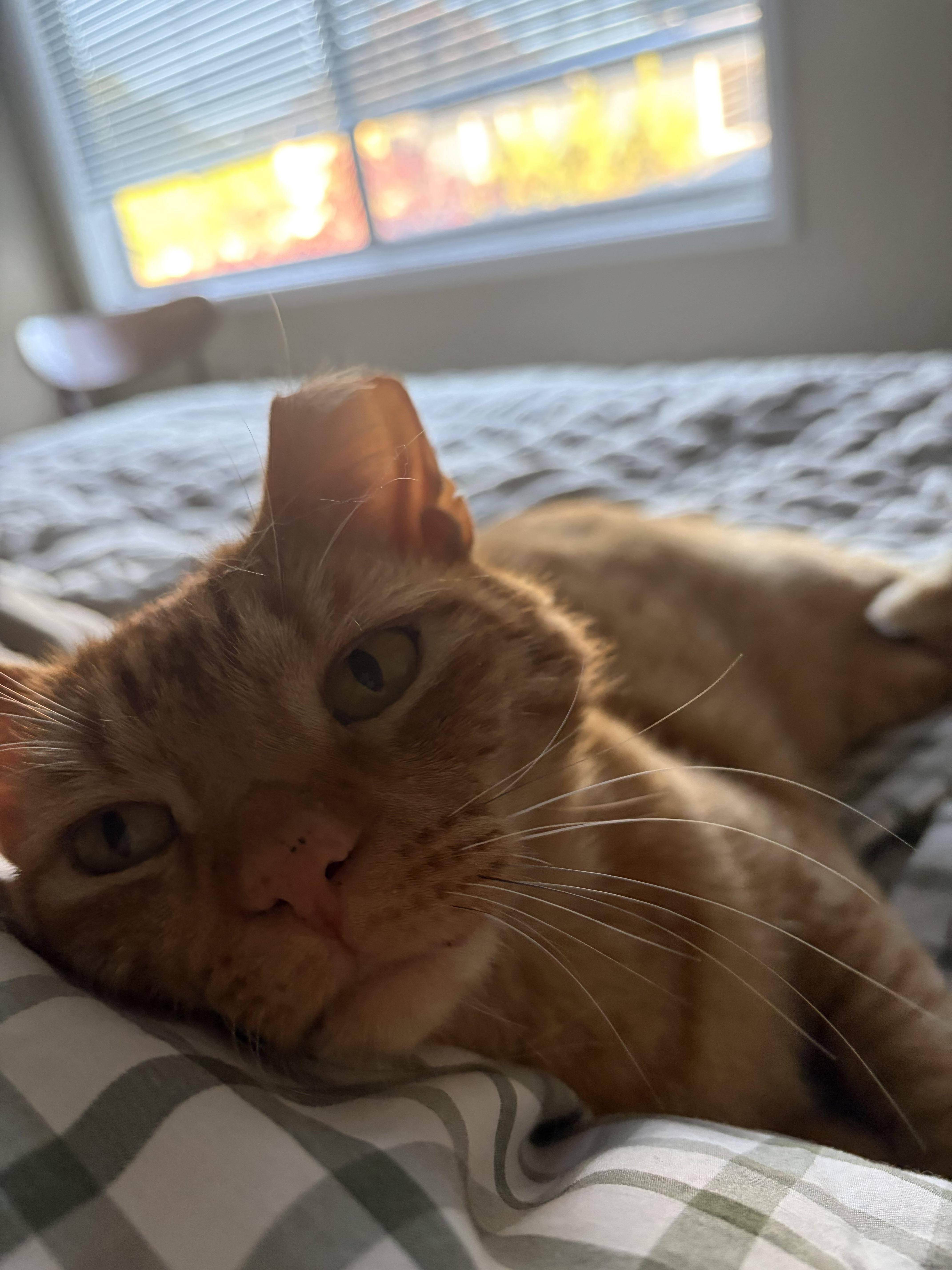 Aerlingus, a Adoptable Domestic Short Hair in San Luis Obispo, CA image 2/5