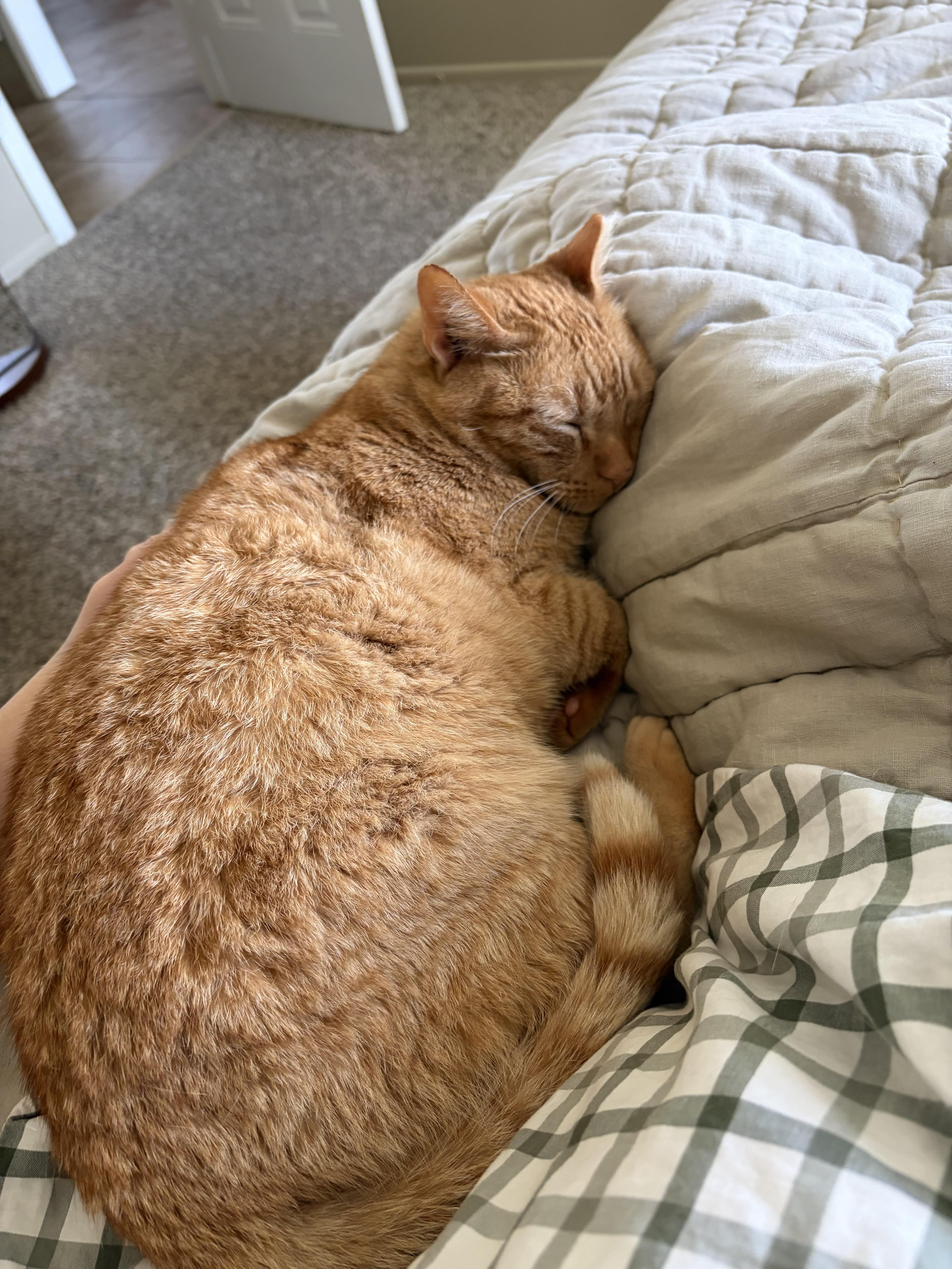 Aerlingus, a Adoptable Domestic Short Hair in San Luis Obispo, CA image 4/5