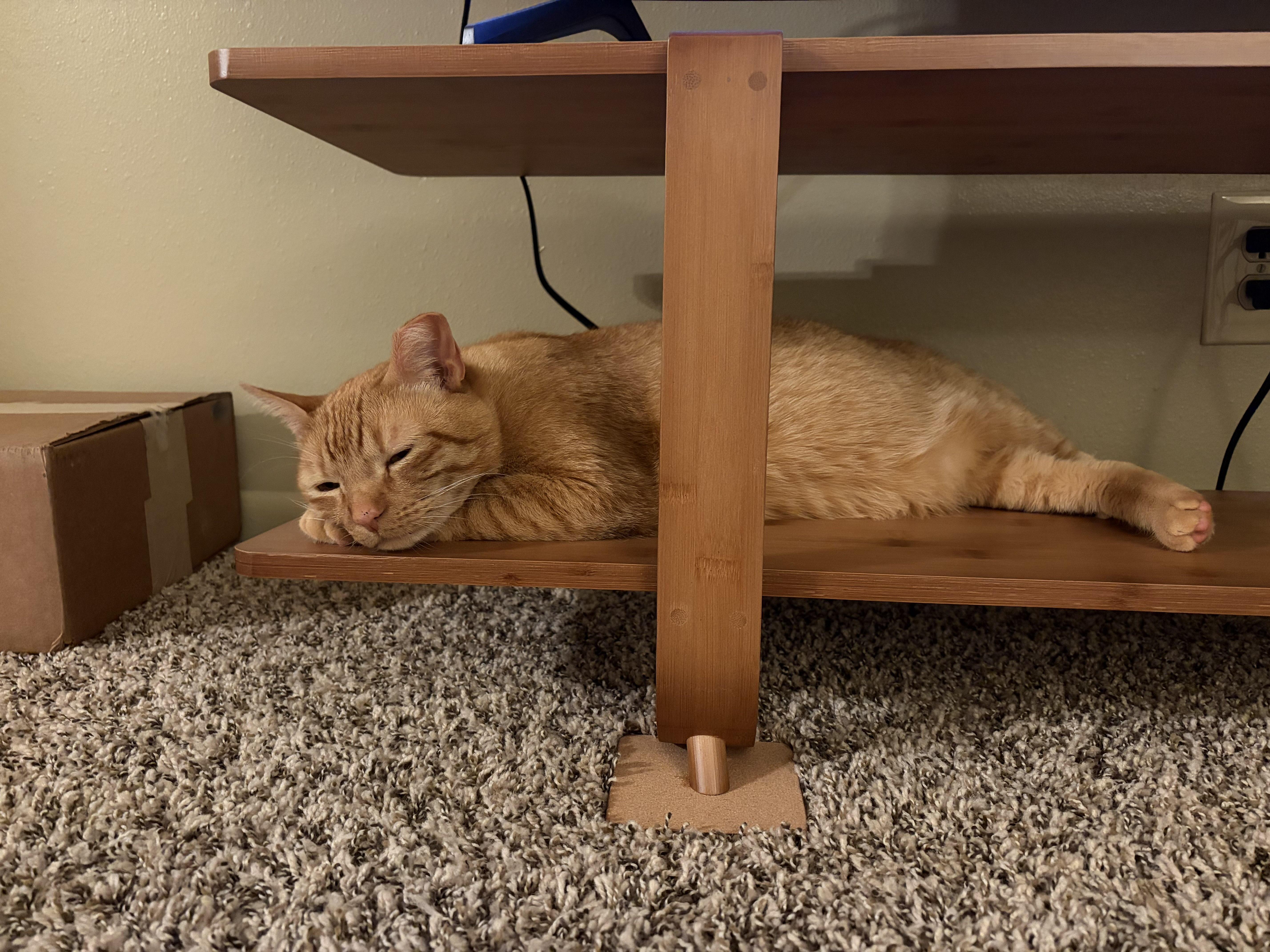 Aerlingus, a Adoptable Domestic Short Hair in San Luis Obispo, CA image 5/5
