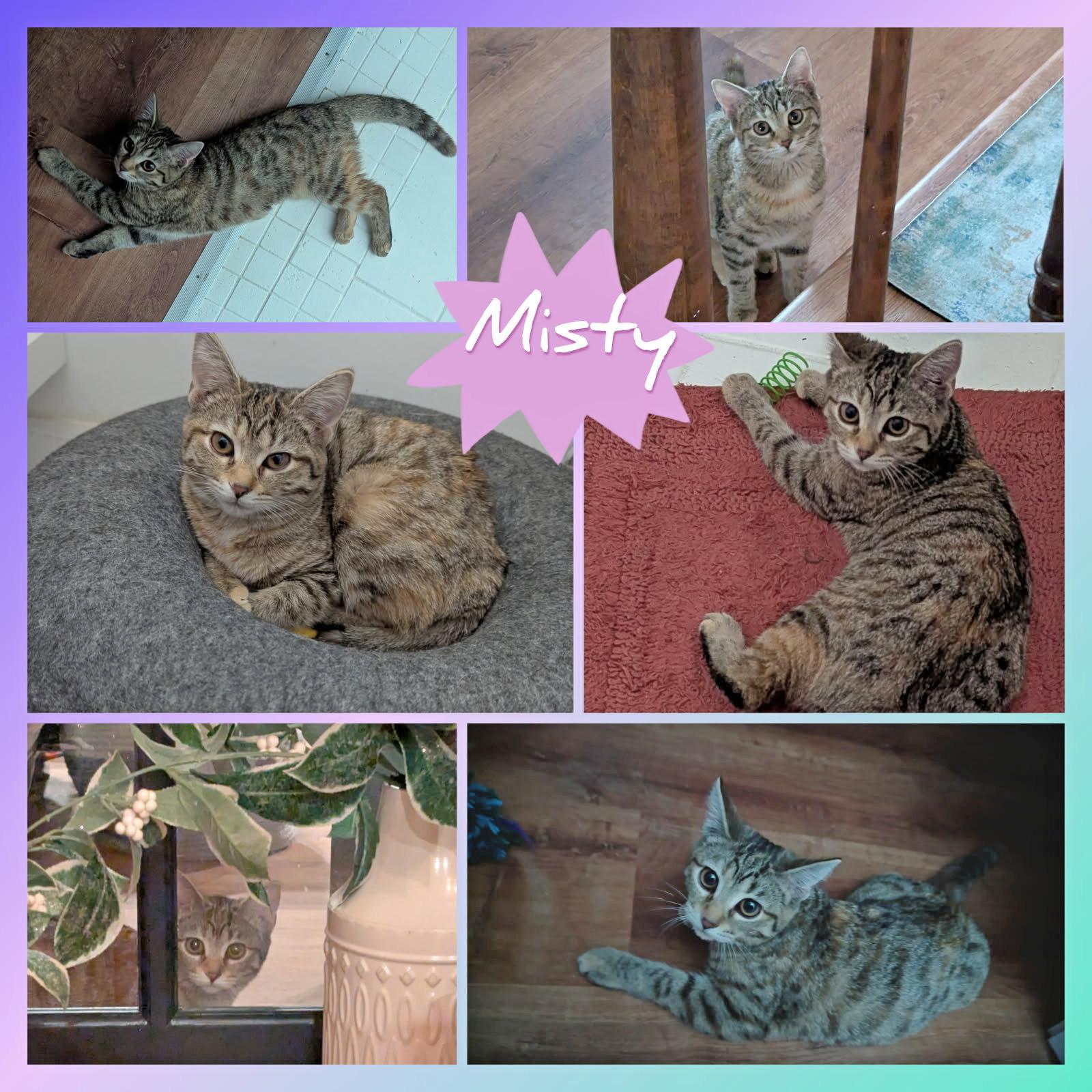Misty, an adopted Domestic Short Hair in Fairview Heights, IL image 6/6