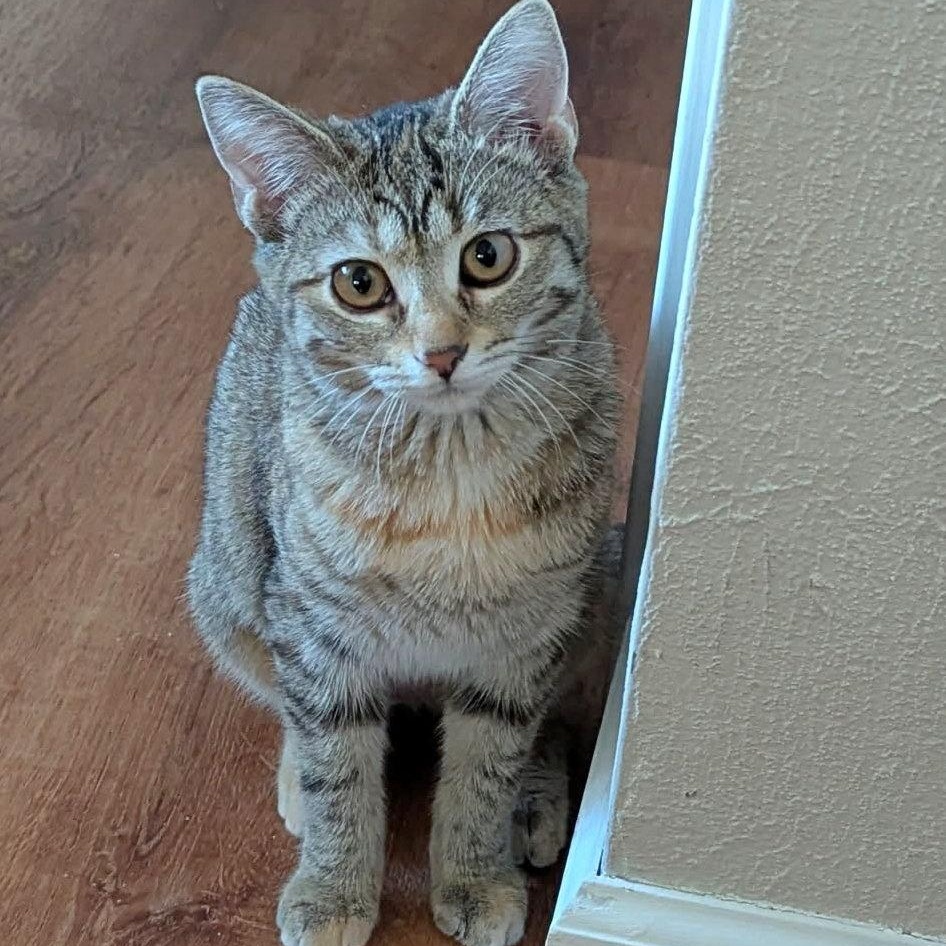 Misty, an adopted Domestic Short Hair in Fairview Heights, IL image 5/6