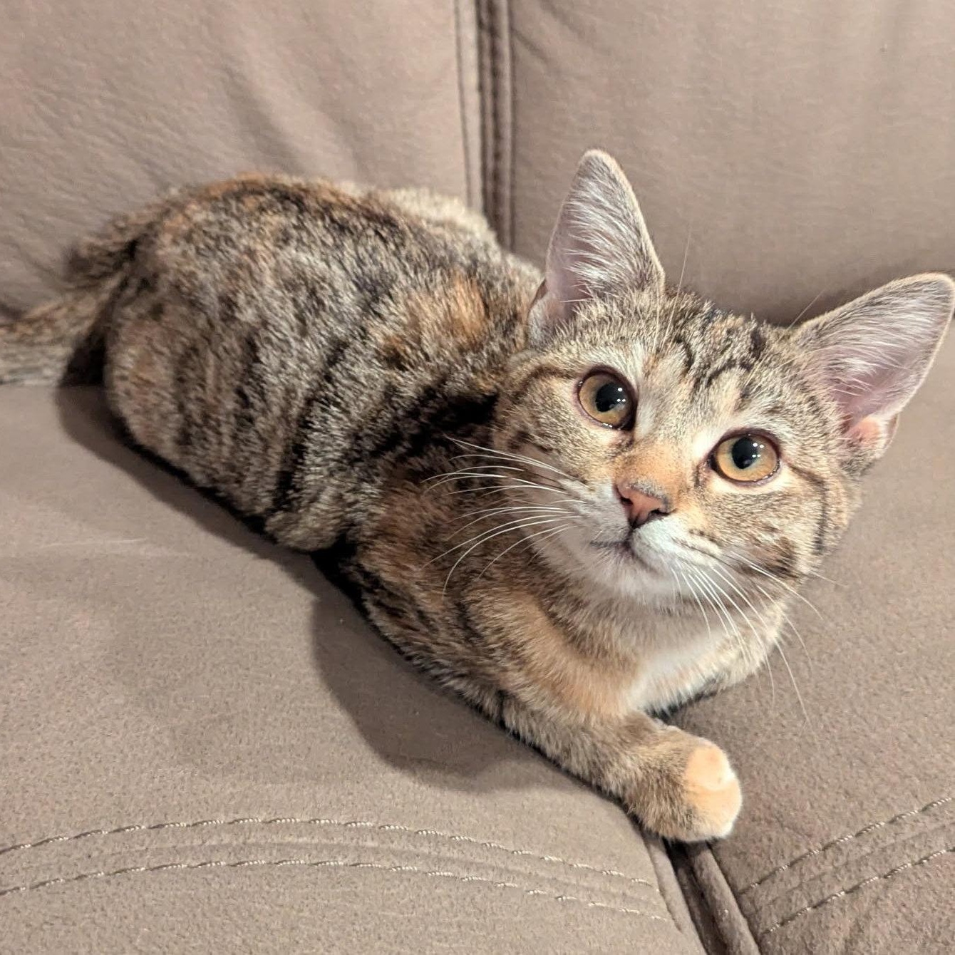 Misty, an adopted Domestic Short Hair in Fairview Heights, IL image 1/6