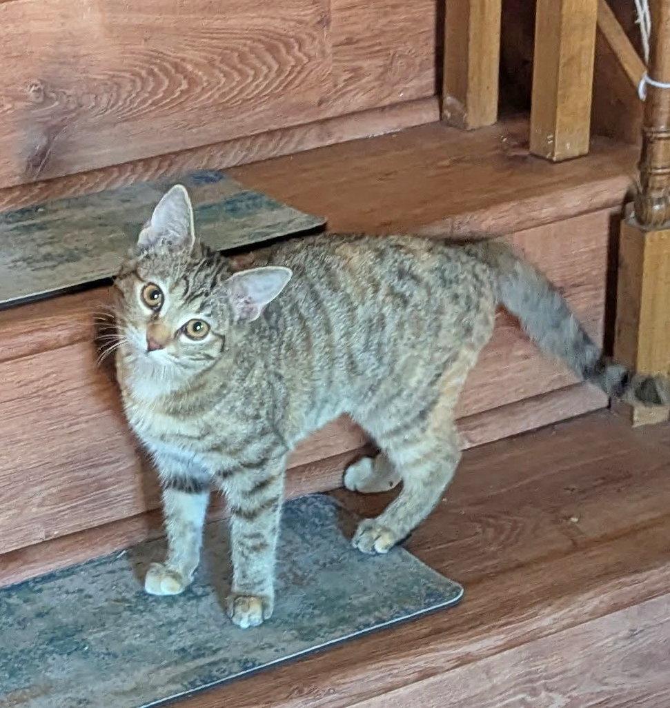 Misty, an adopted Domestic Short Hair in Fairview Heights, IL image 2/6