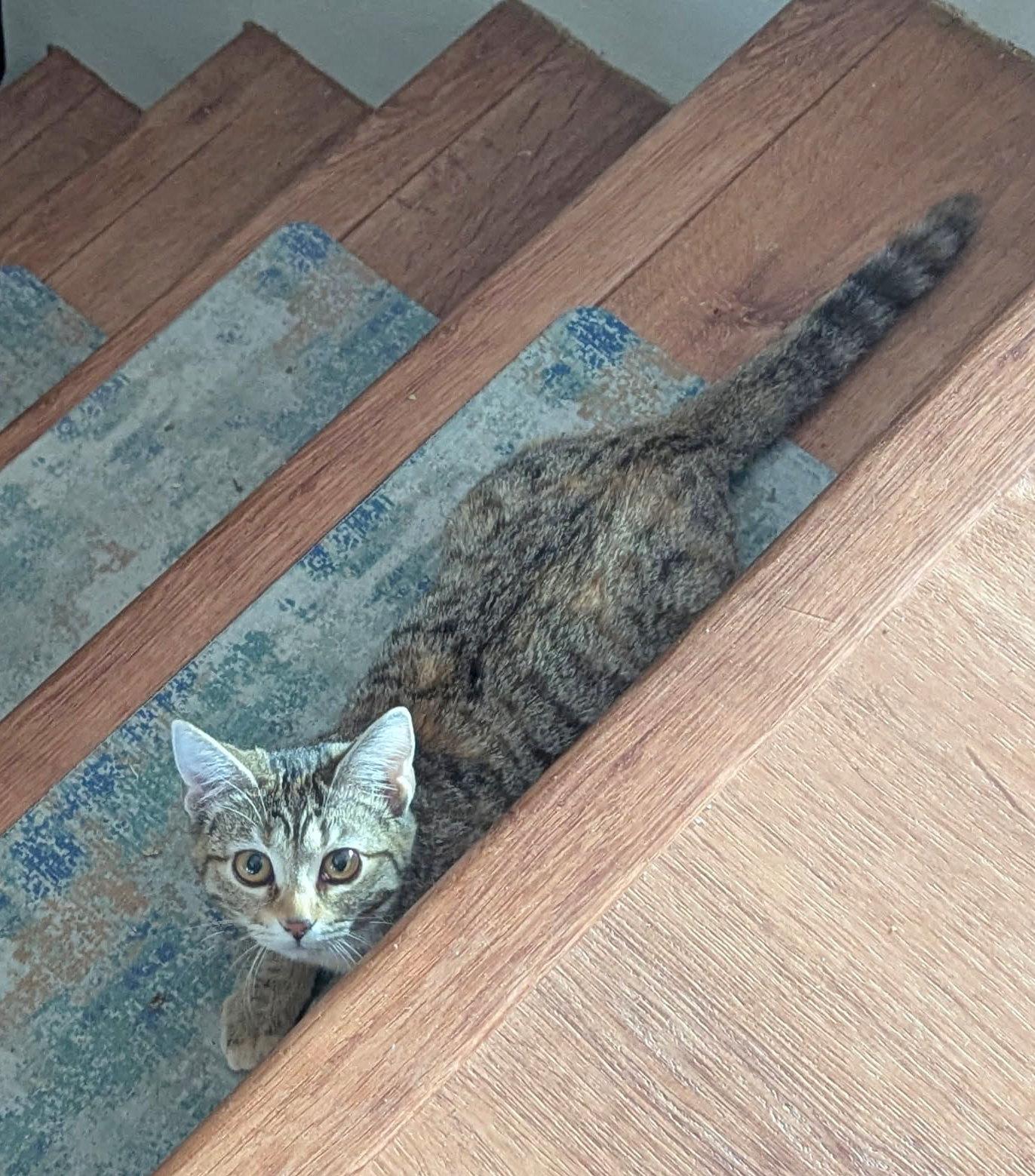 Misty, an adopted Domestic Short Hair in Fairview Heights, IL image 4/6