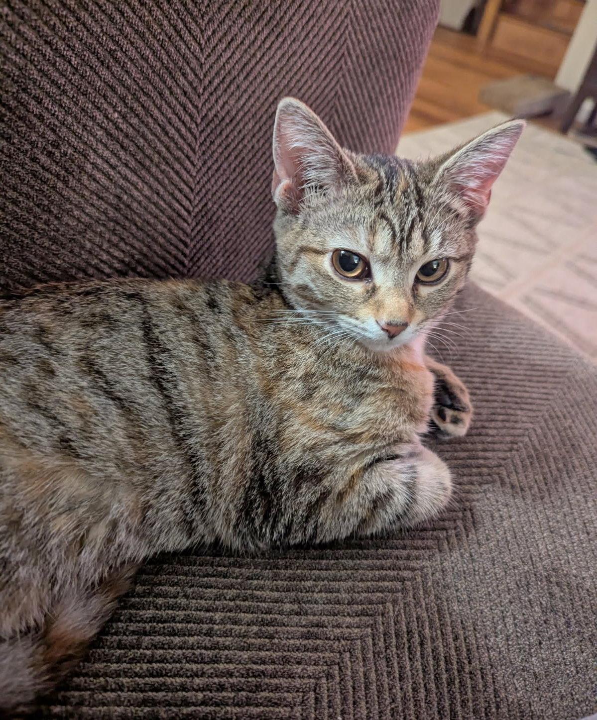 Misty, an adopted Domestic Short Hair in Fairview Heights, IL image 3/6