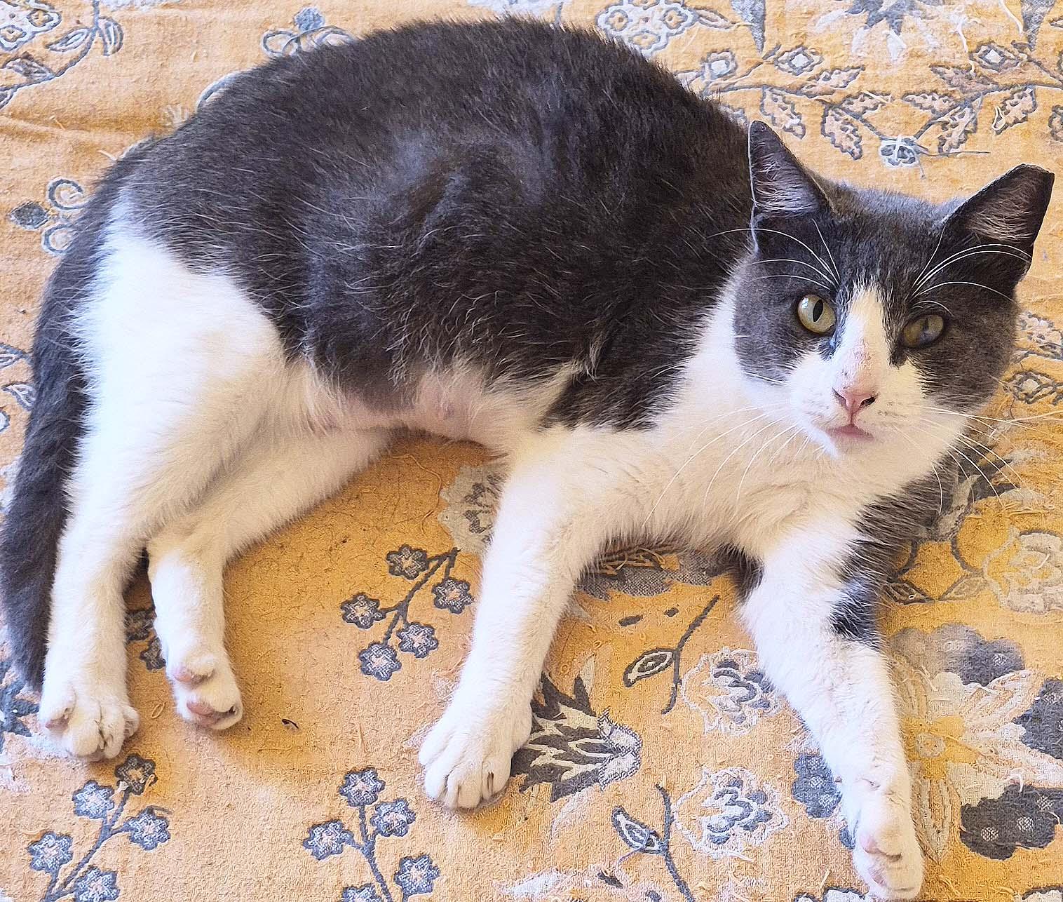 Enlarge Serena, a ADOPTABLE Domestic Short Hair in Tiburon, CA image 2/2