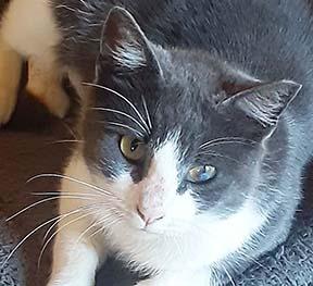 Enlarge Serena, a ADOPTABLE Domestic Short Hair in Tiburon, CA image 1/2