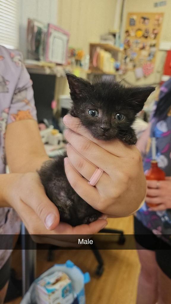 B3, Adoptable, Kitten Male Domestic Short Hair.