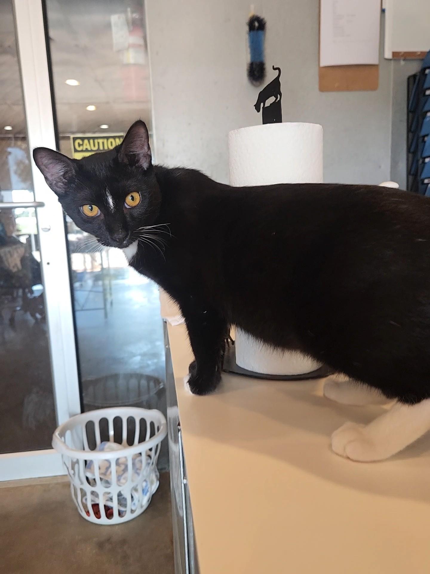 Catfish, Adoptable, Young Male Tuxedo.