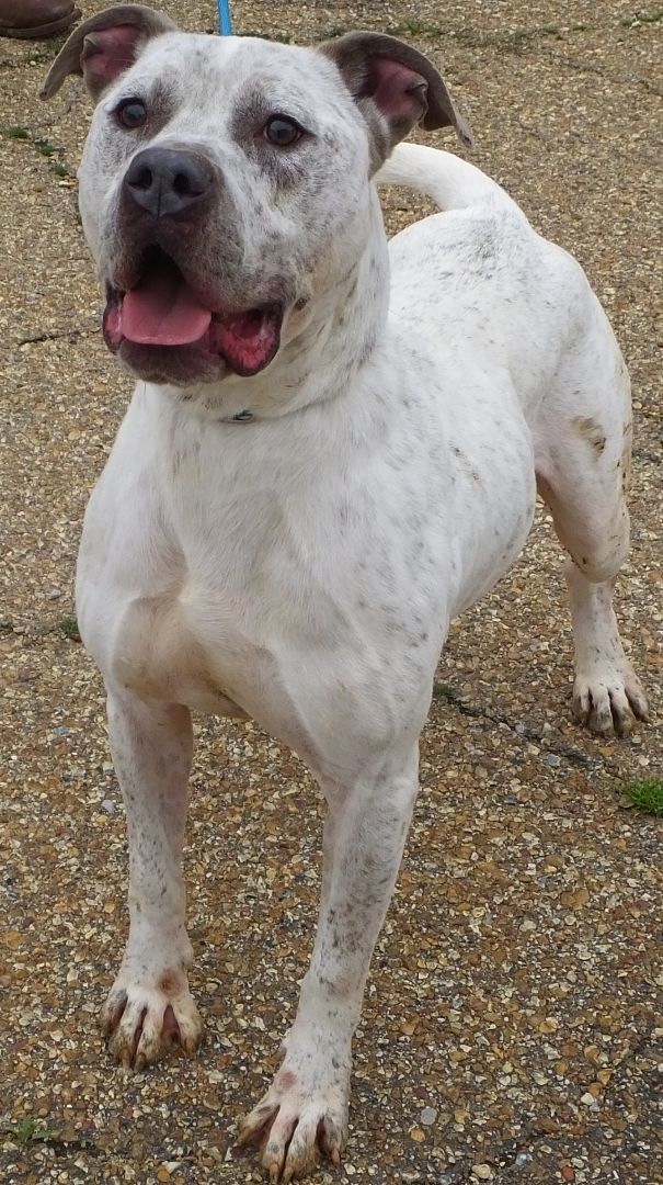 Shilo, an adoptable Mixed Breed in Madison, MS, 39110 | Photo Image 2
