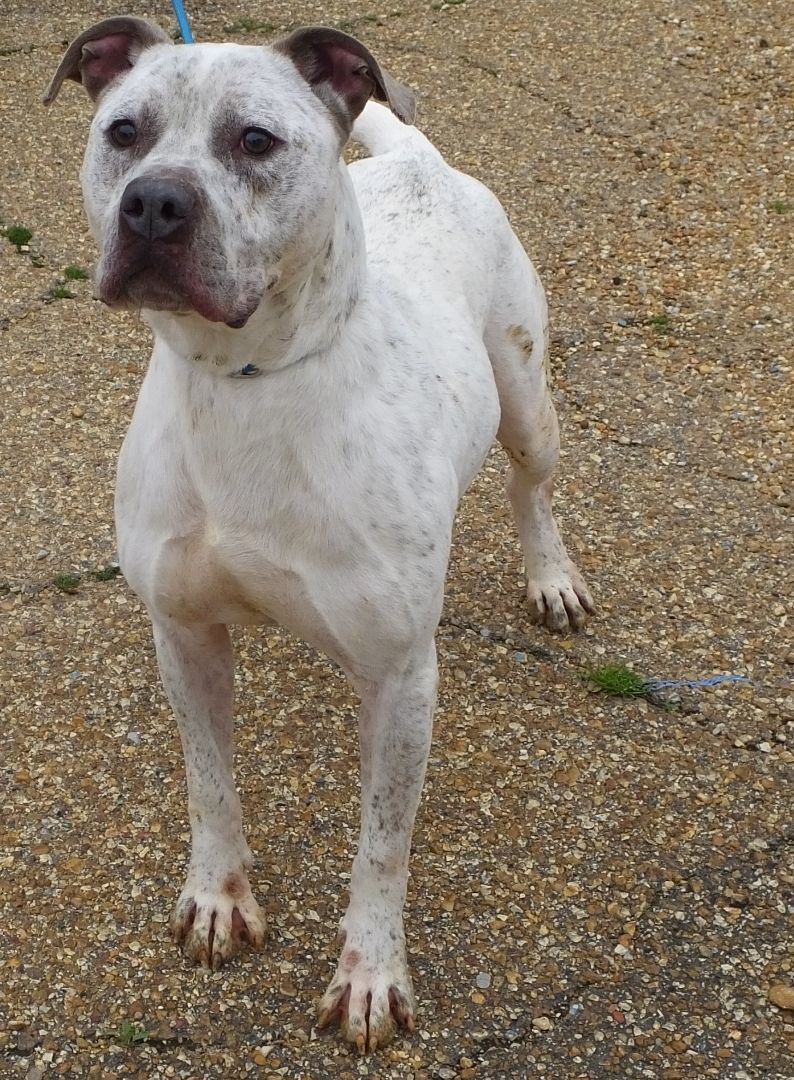 Shilo, an adoptable Mixed Breed in Madison, MS, 39110 | Photo Image 3